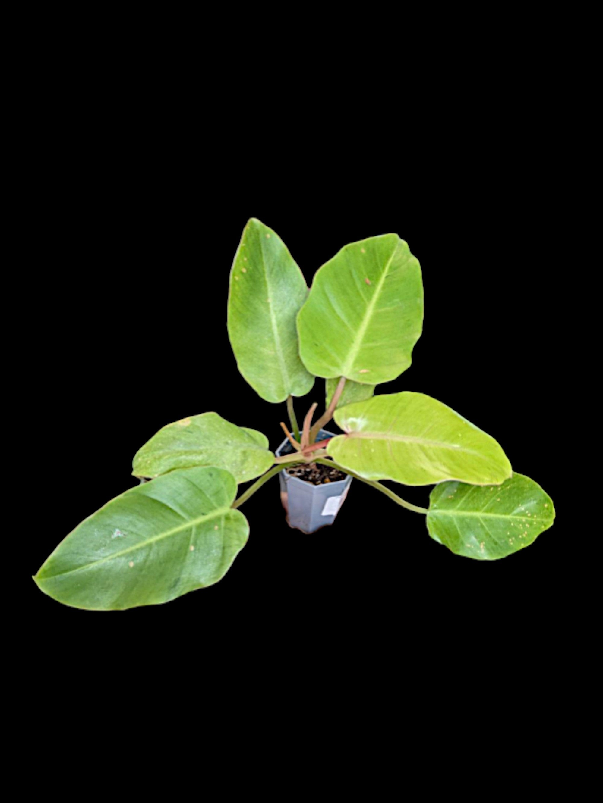 Philodendron Jungle Fever