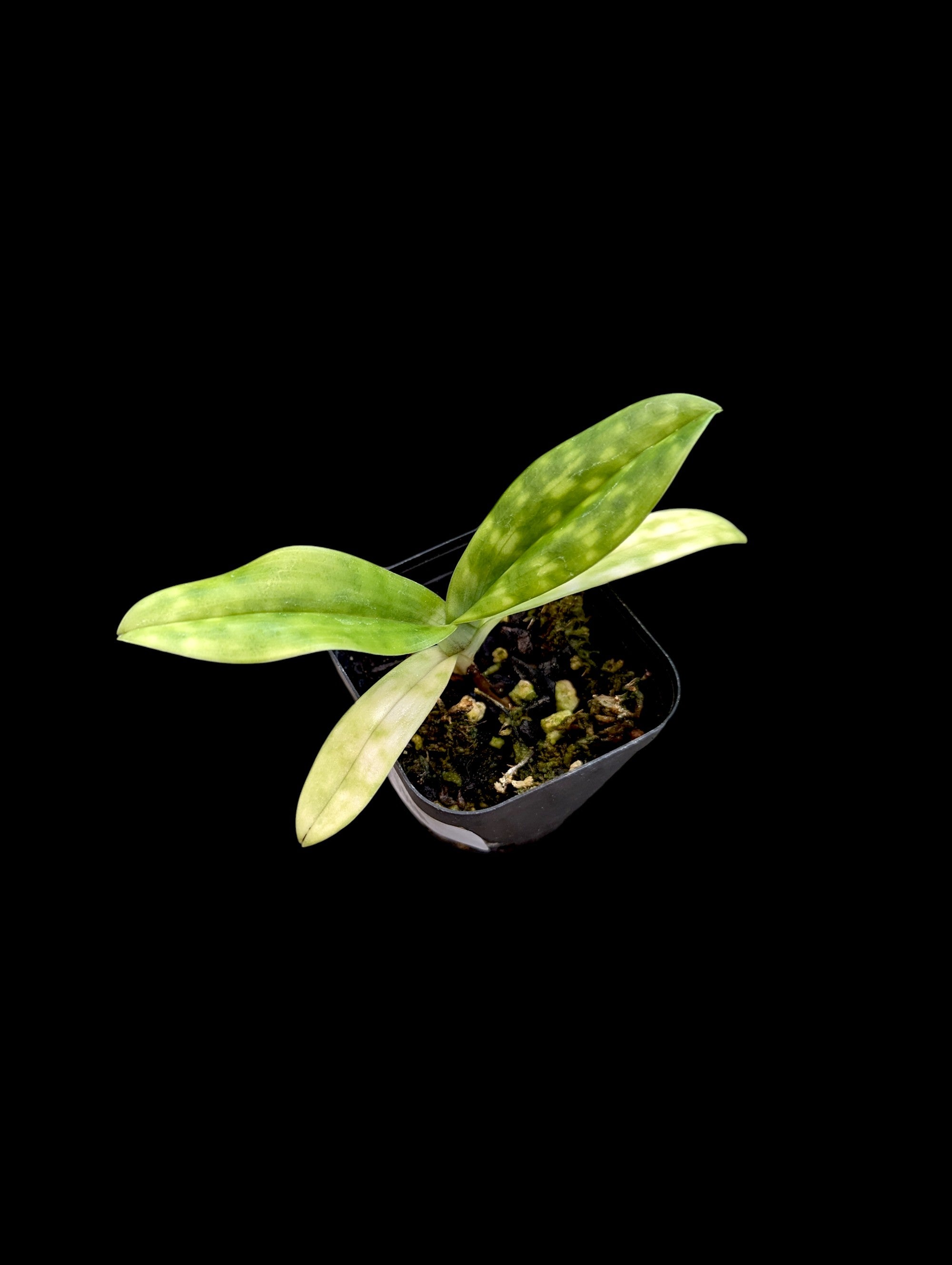 Paphiopedilum French Delight 'Vinho Verde' x Vogue Paradise 'Nick Burnett' AM/AOS