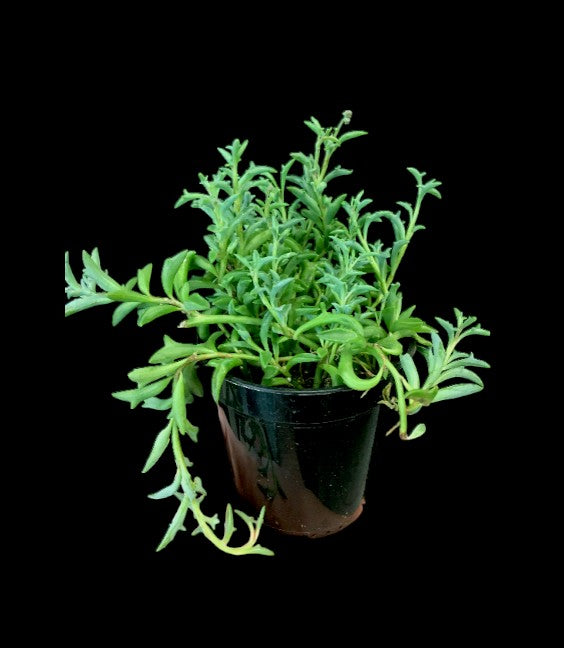 String of Dolphins