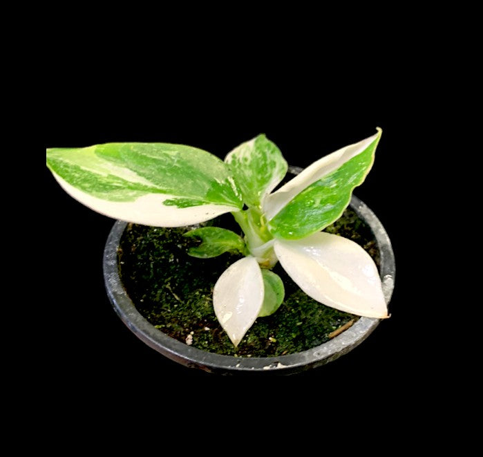 Philodendron White Wizard