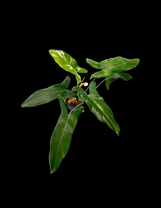 Philodendron Mexicanum