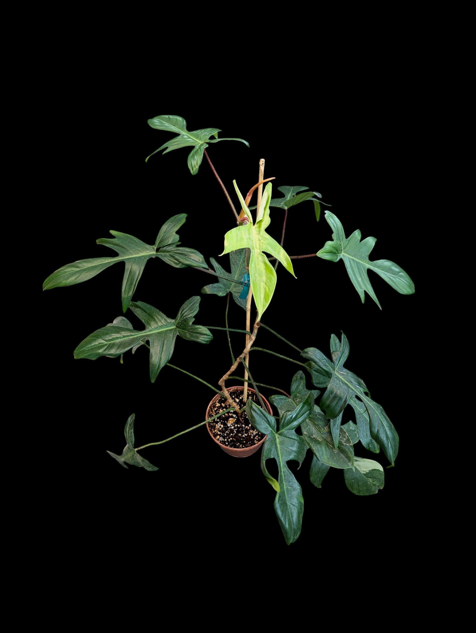 Reverted Philodendron Florida Beauty