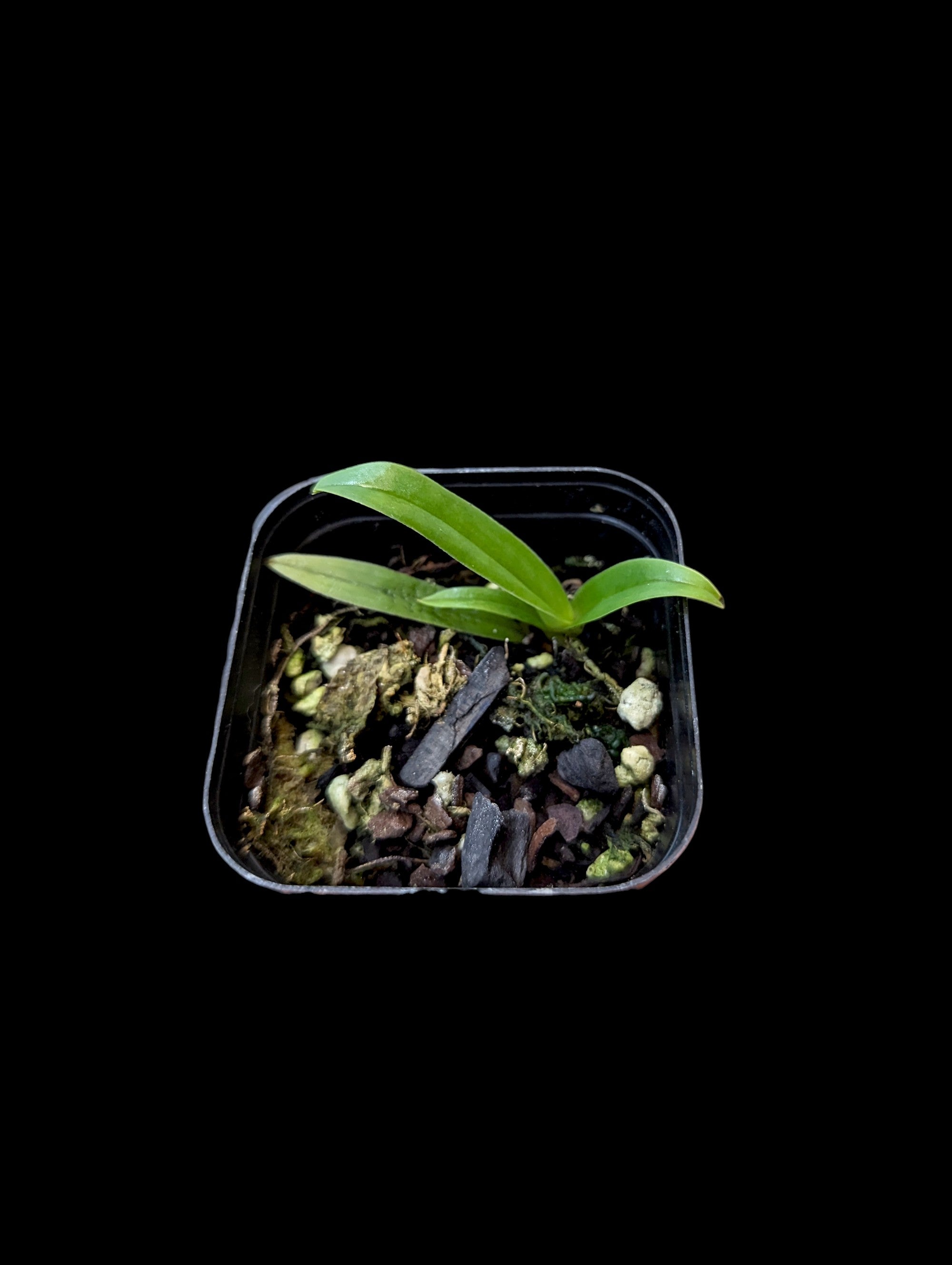 Paphiopedilum Bérénice