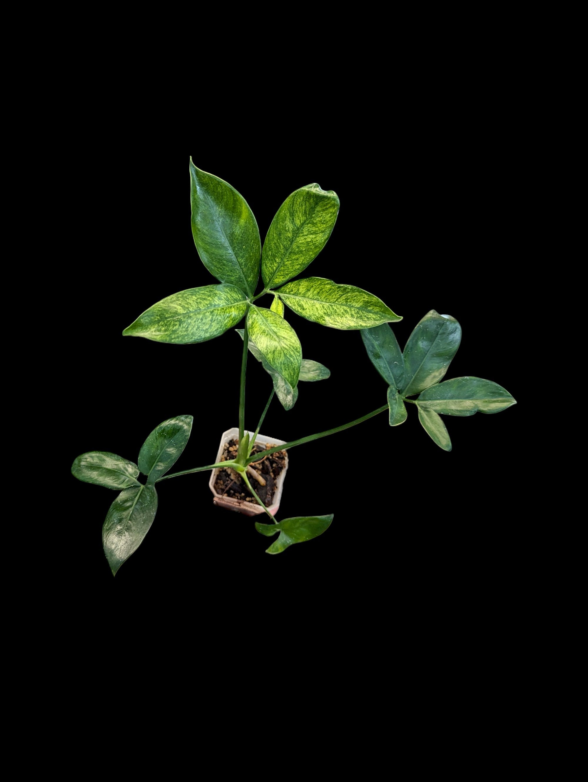 Philodendron goeldii variegated