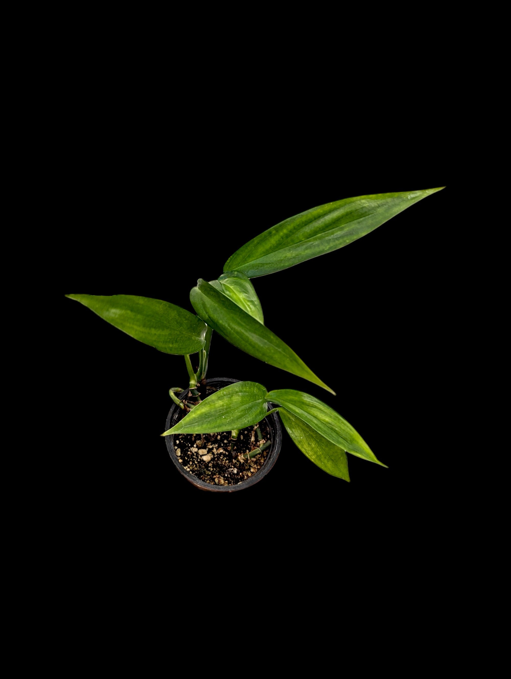 Epipremnum amplissimum