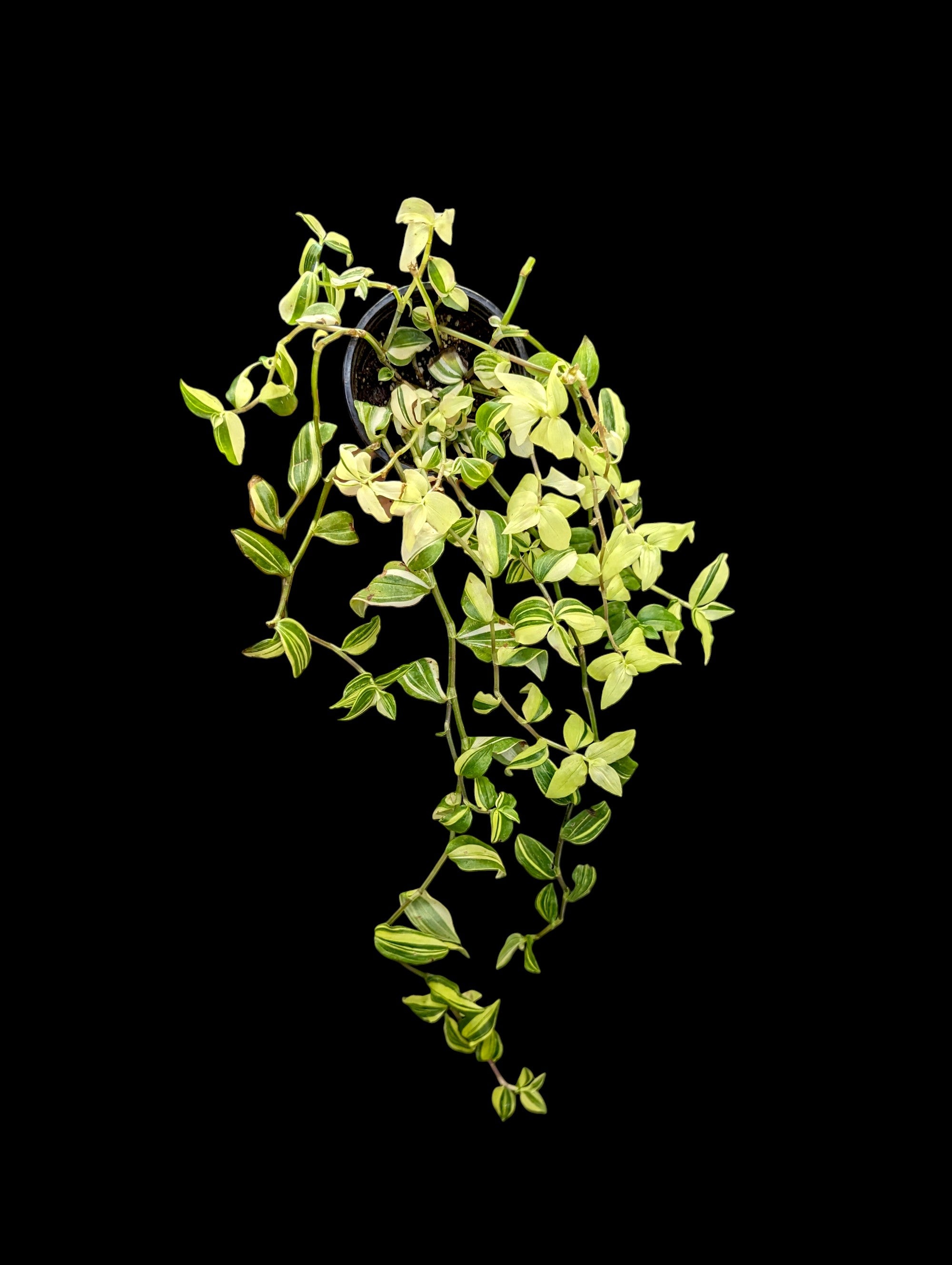 Tradescantia blanche