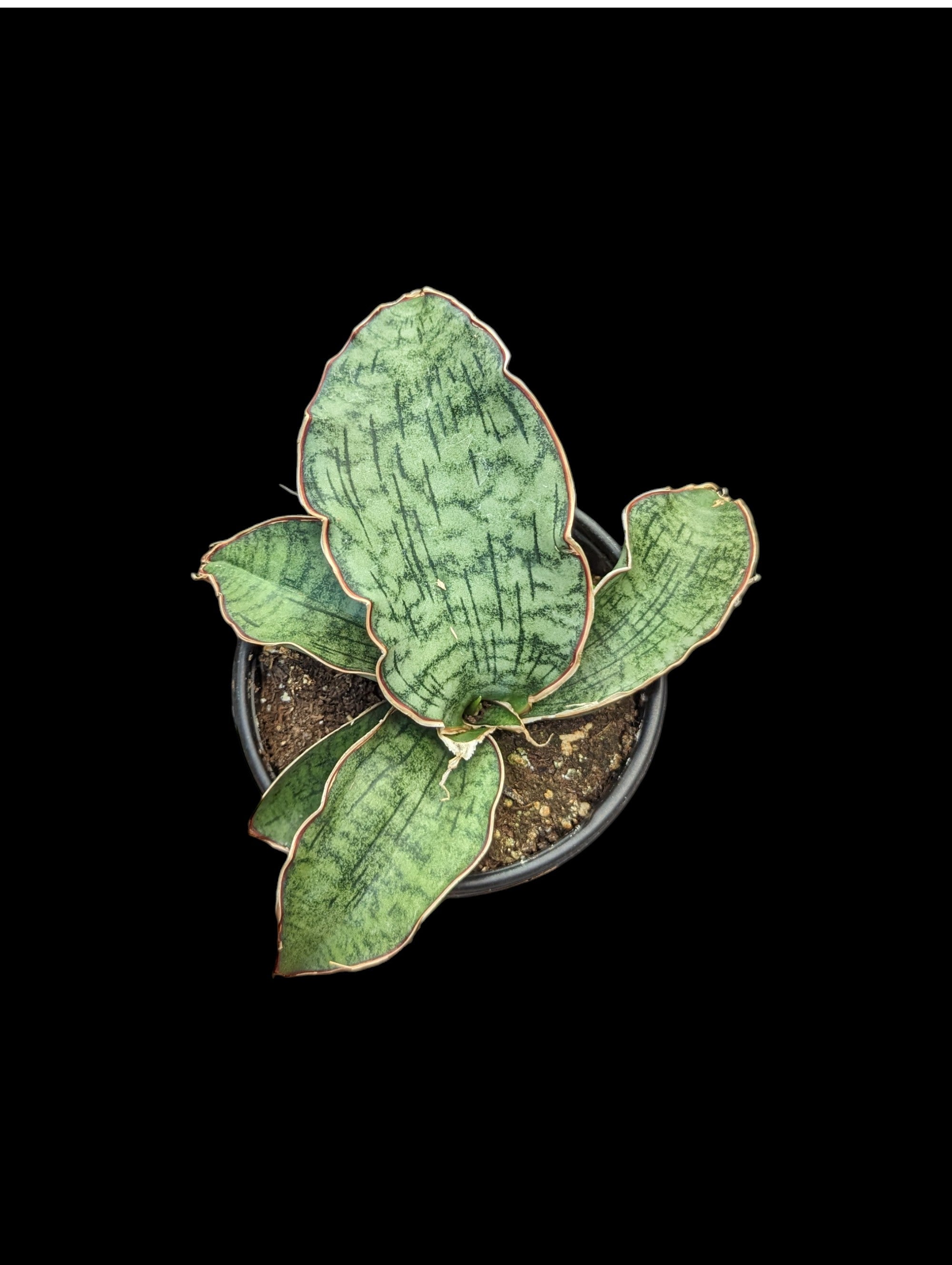 Sansevieria Kirkii Bleu