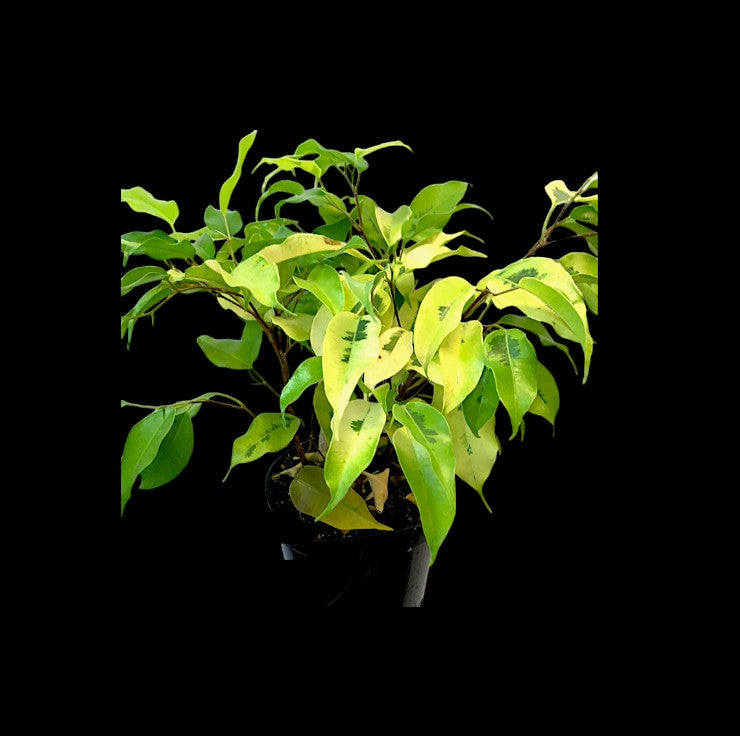 Ficus benjamina 'Neon"'