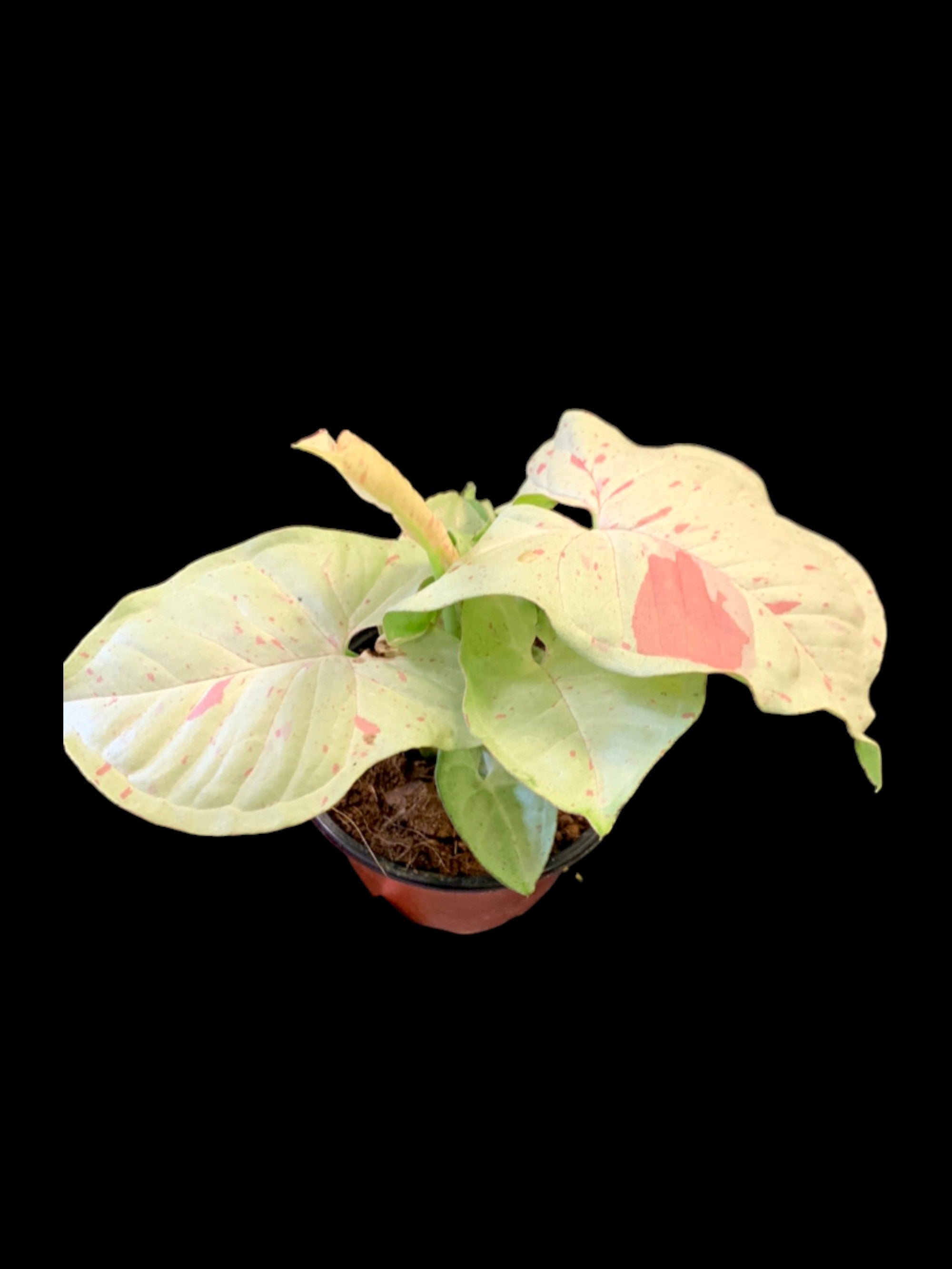 Syngonium Milk Confetti