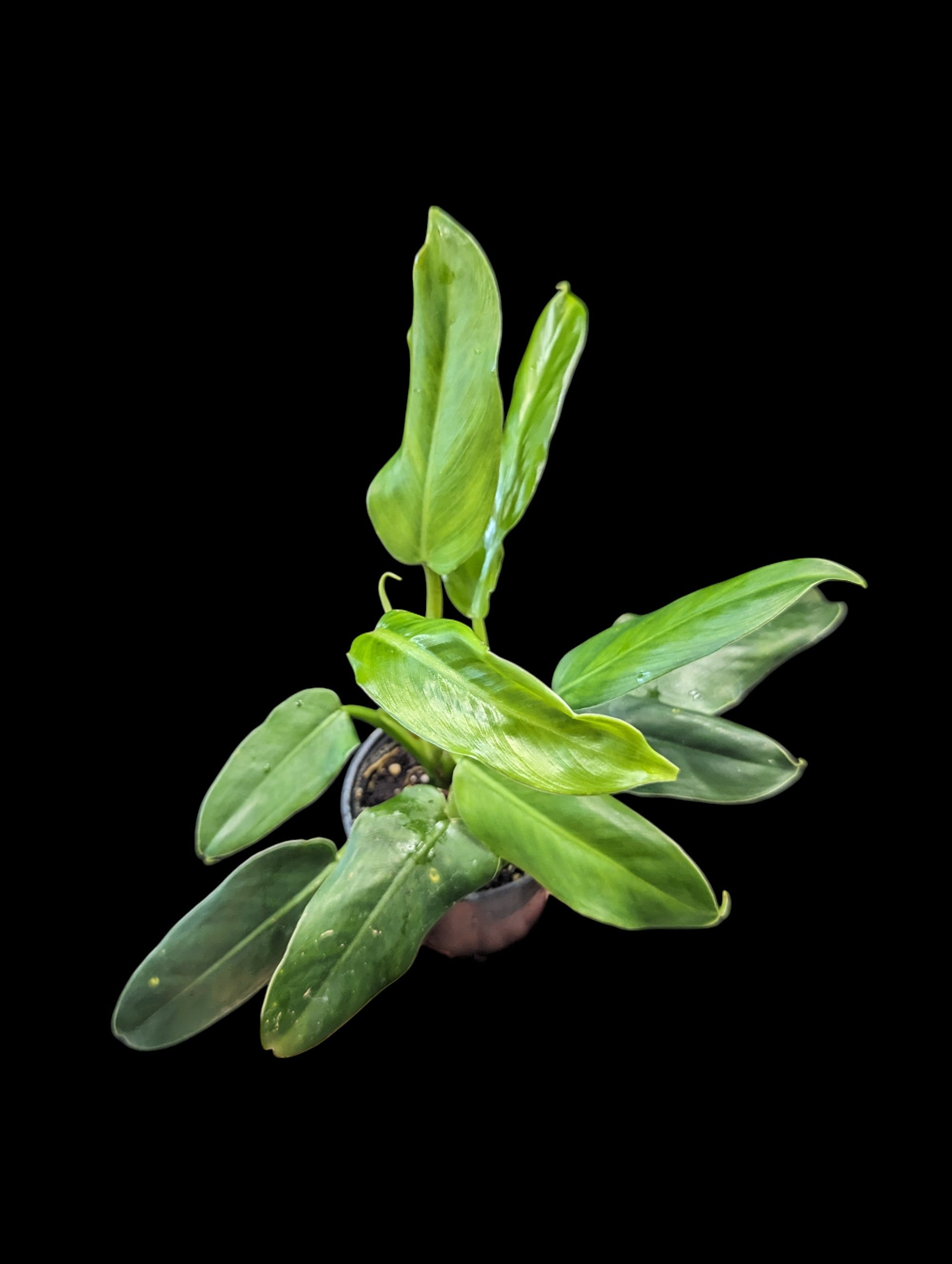 Philodendron domesticum inversé