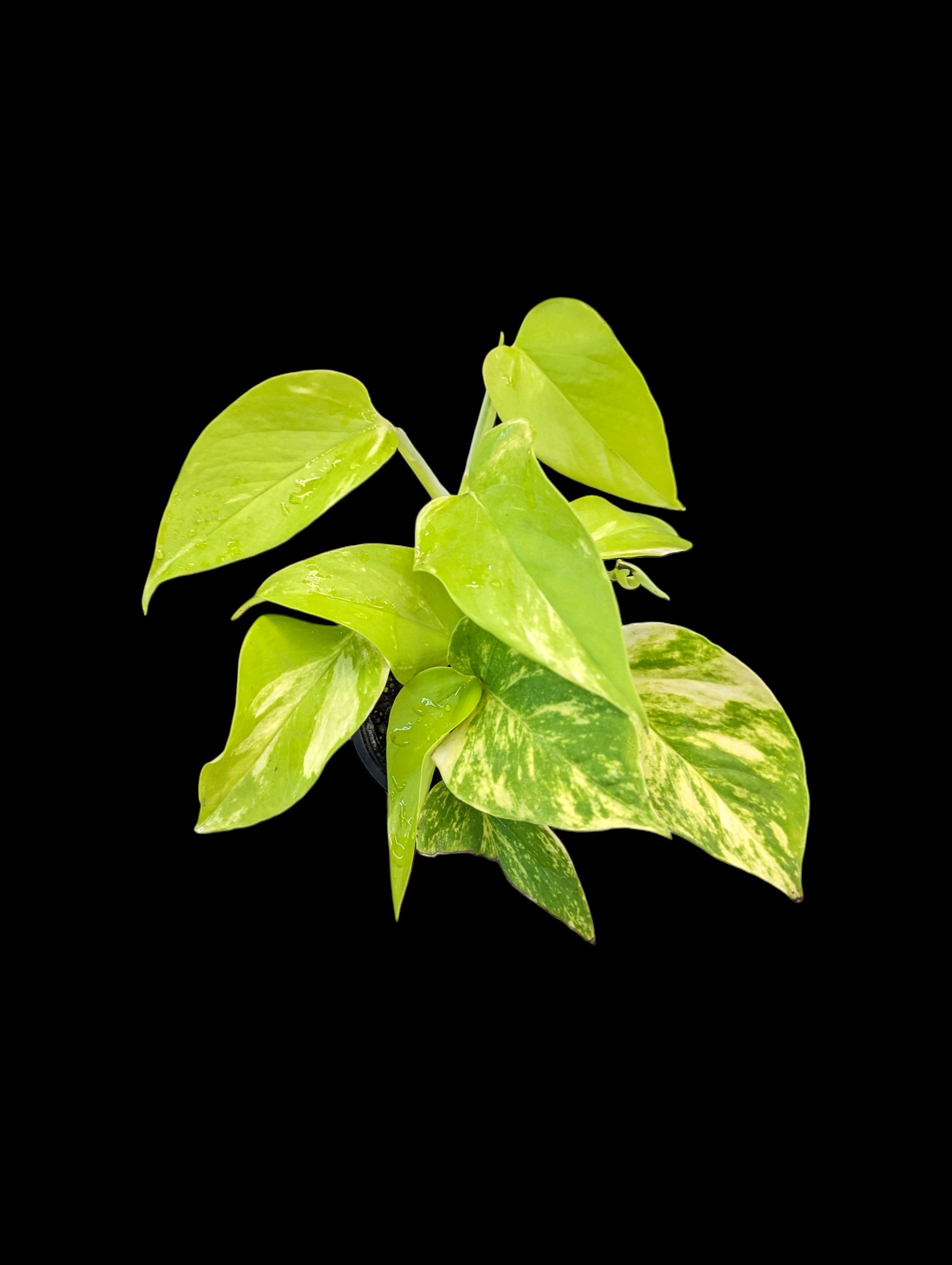 Pothos Teruno Kaguya Lemon