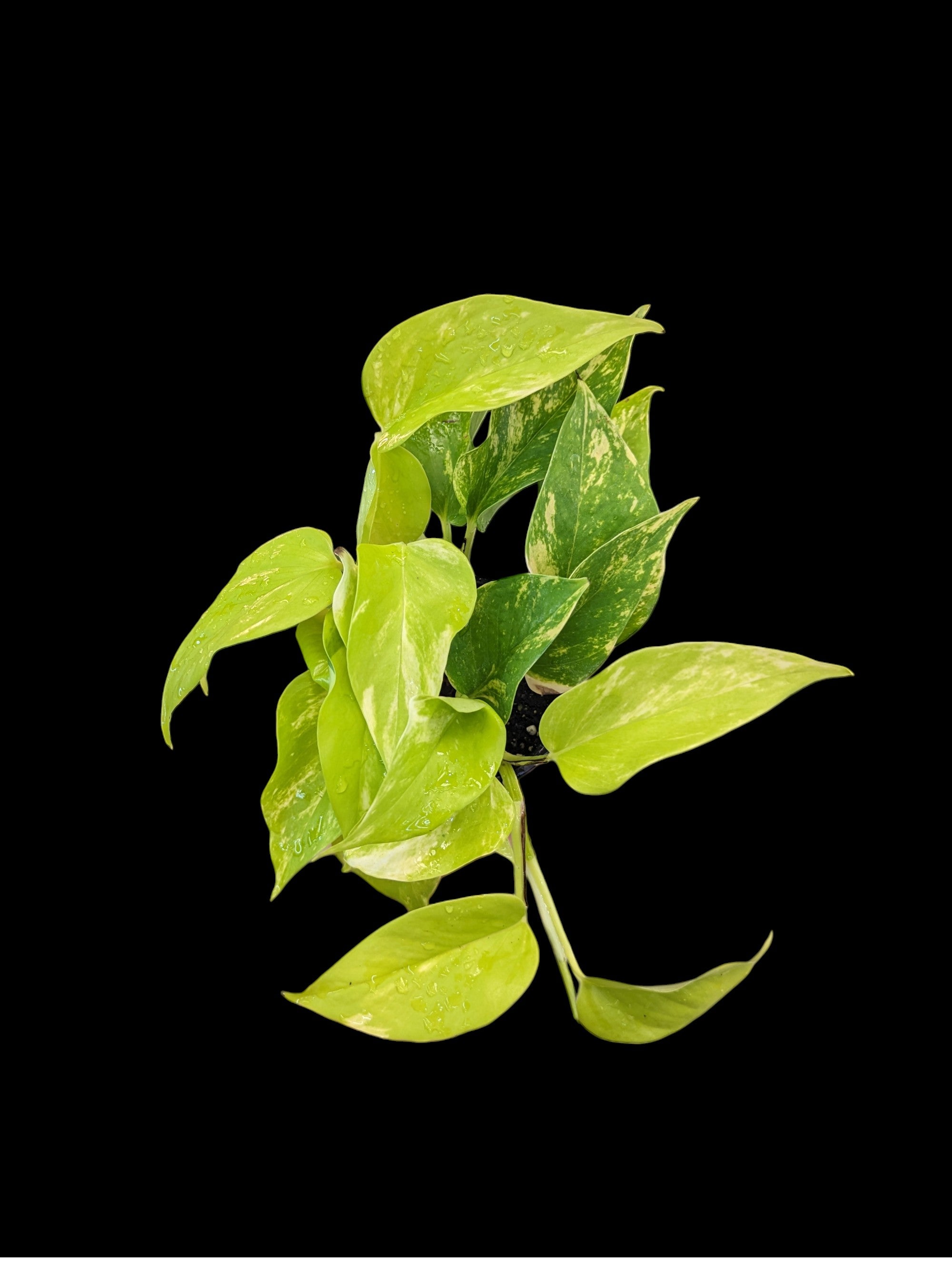 Pothos Teruno Kaguya Lemon
