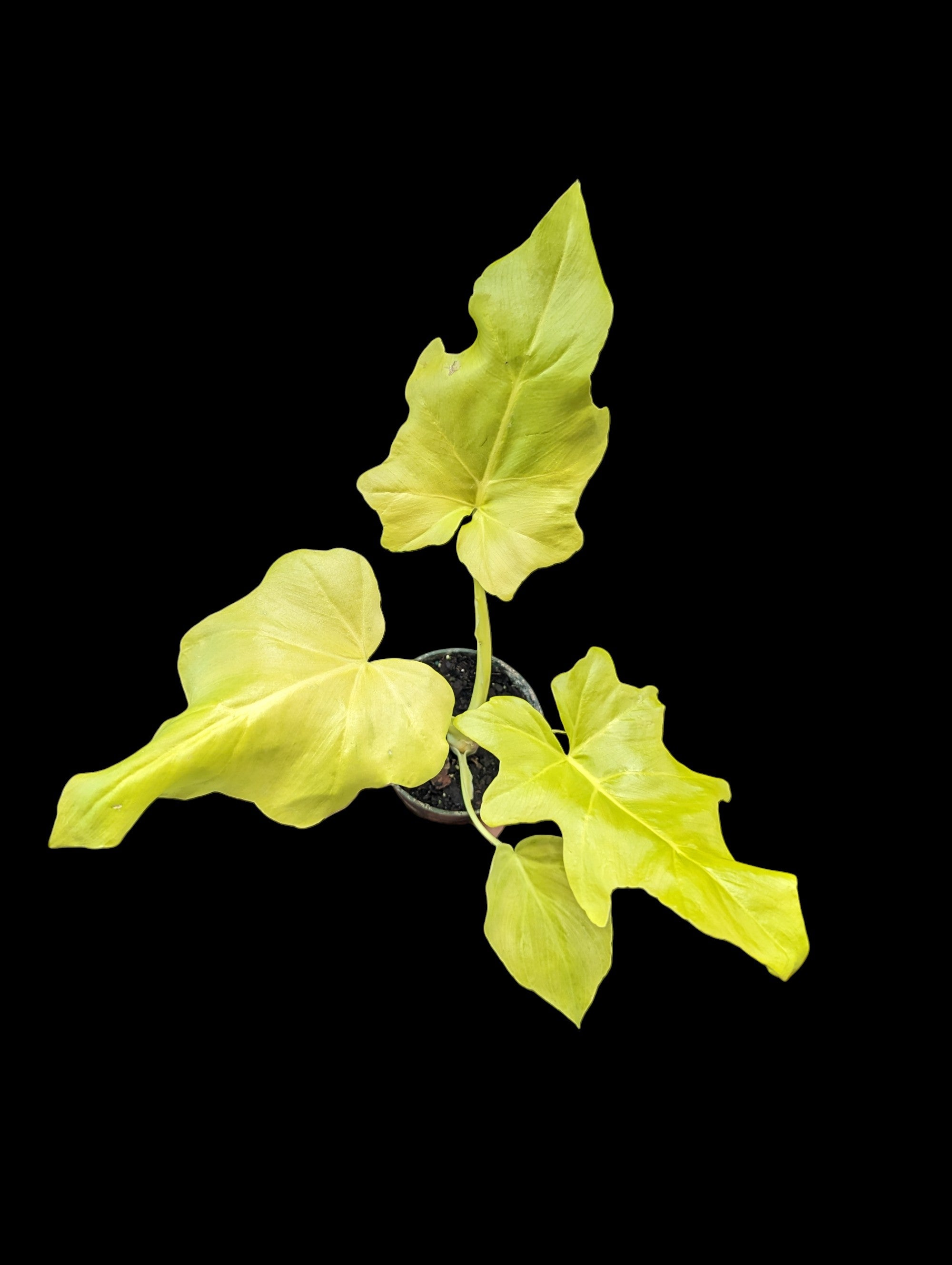 philodendron feuille jaune Philodendron Warscewiczii Neon