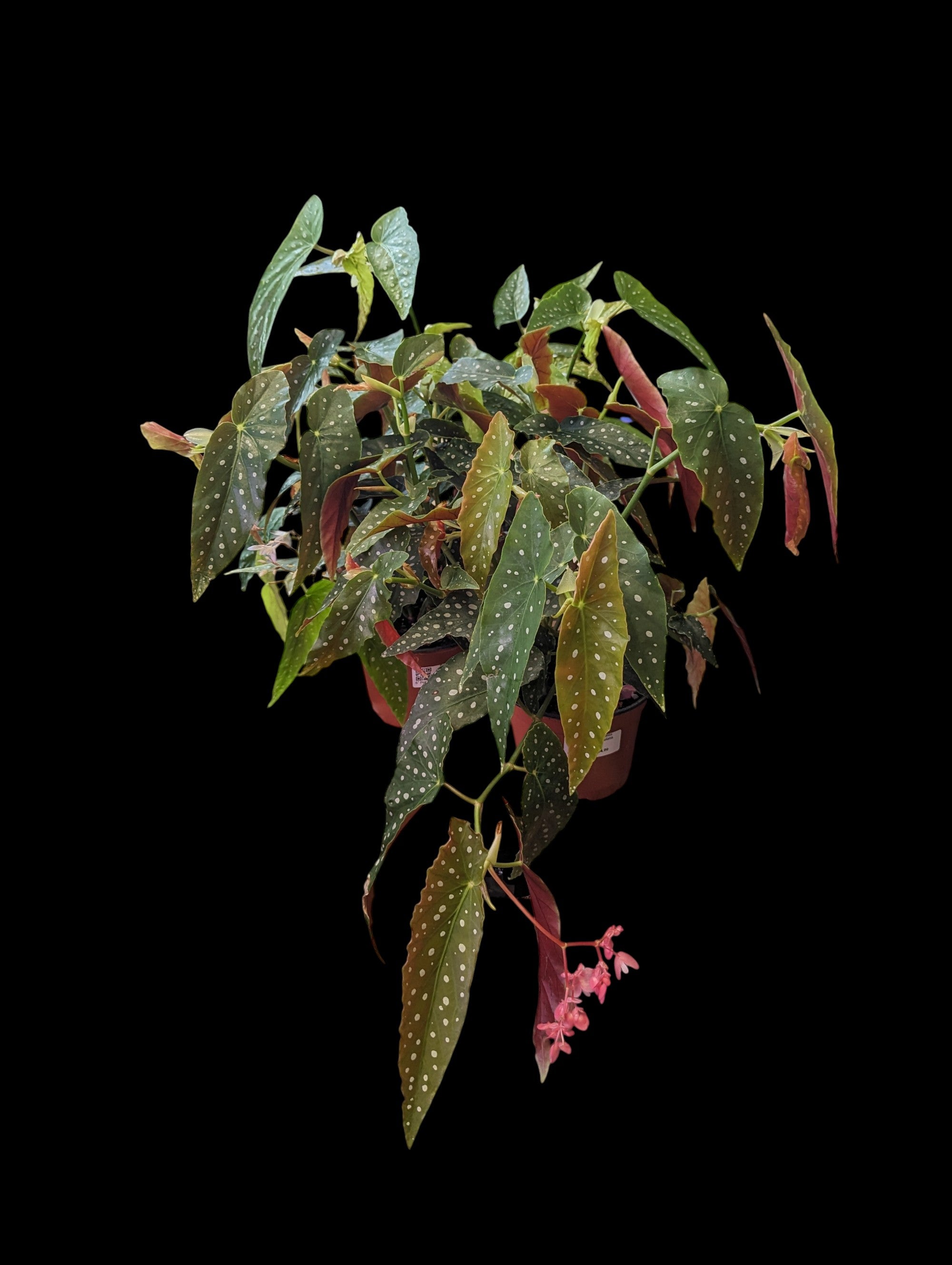 Bégonia maculata