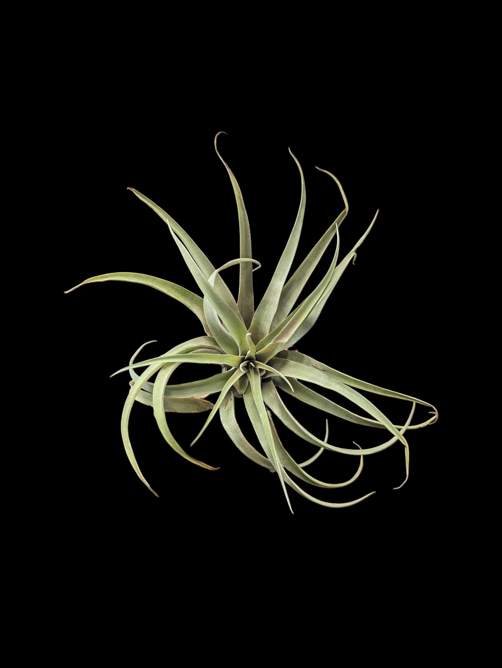 Tillandsia capitata Peach