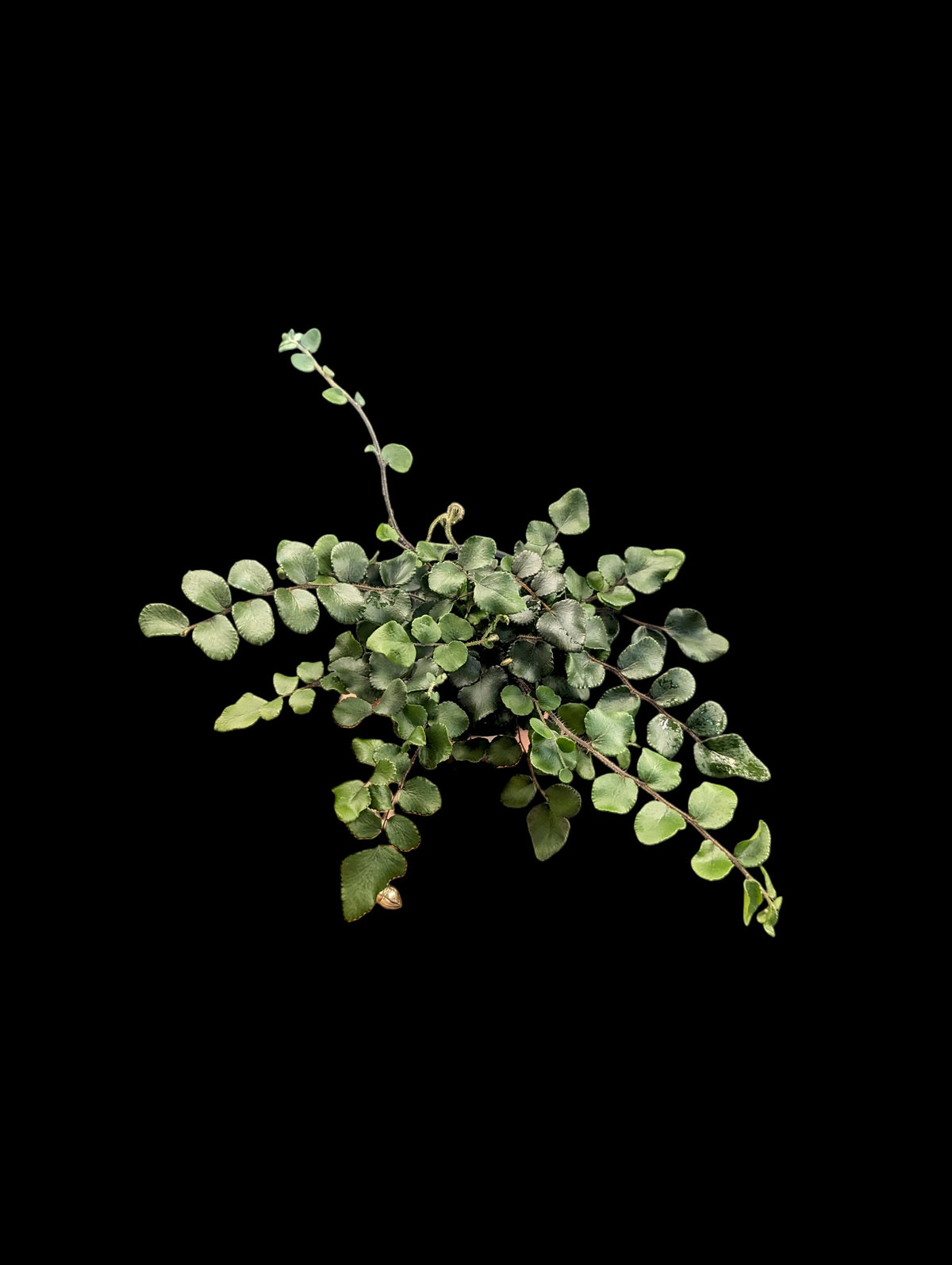 Button Fern