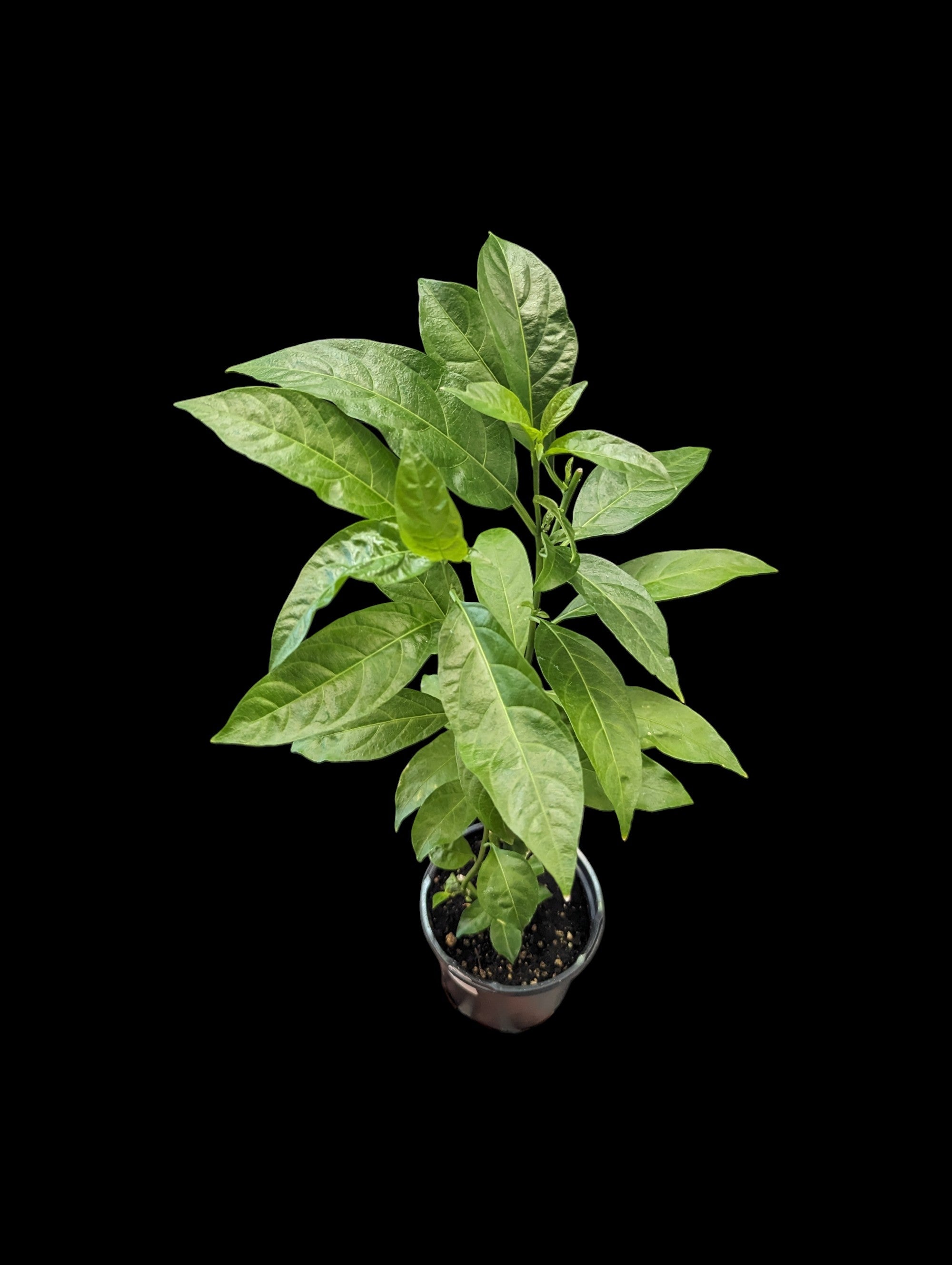 Night Blooming Jasmine