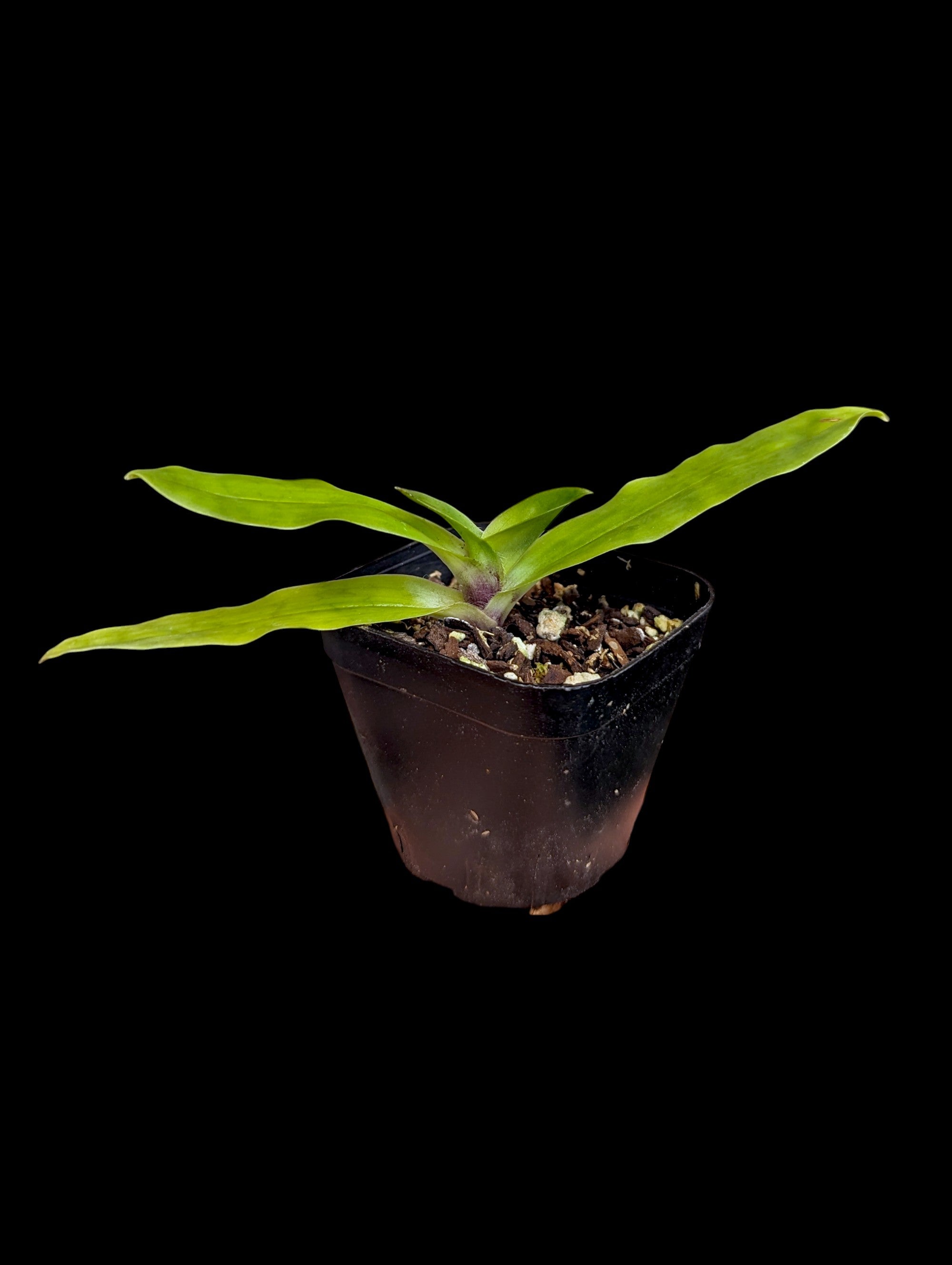 Paphiopedilum Technicolor Paradise