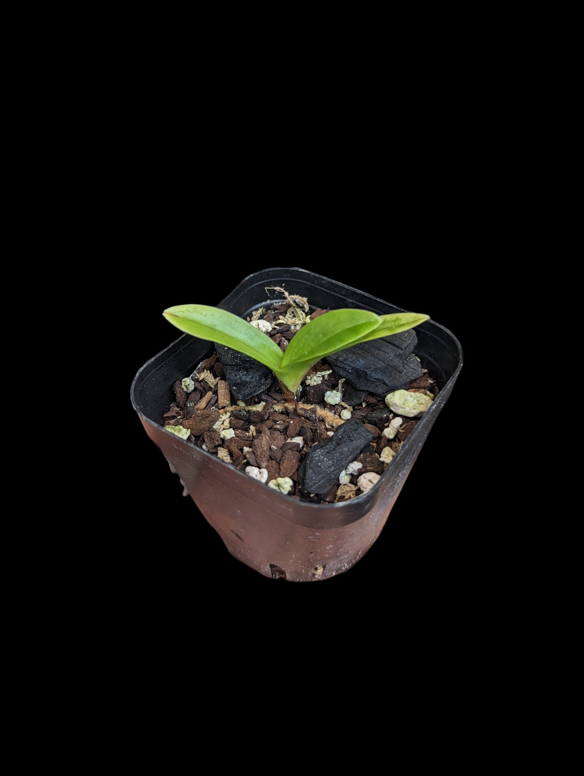 Paphiopedilum Chocolate Truffles x philippinense