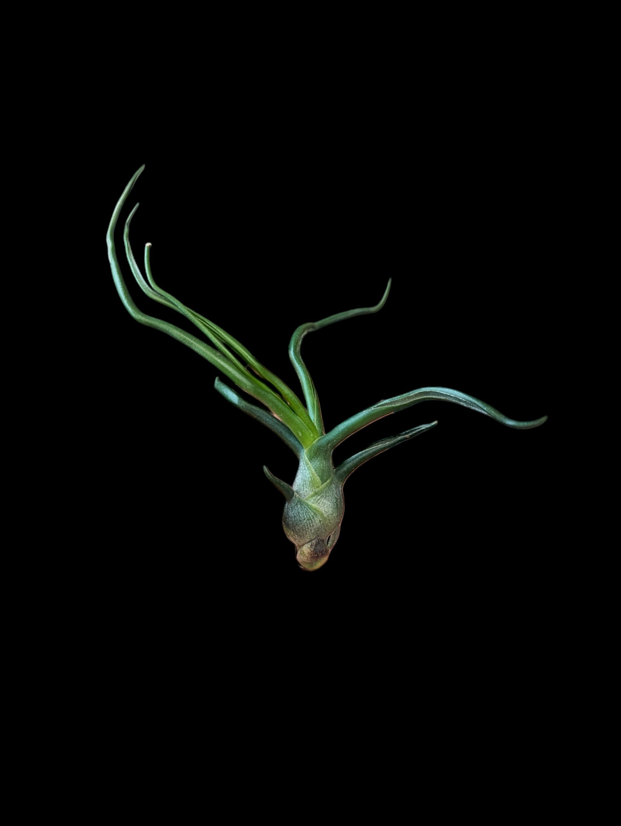 Tillandsia bulbosa
