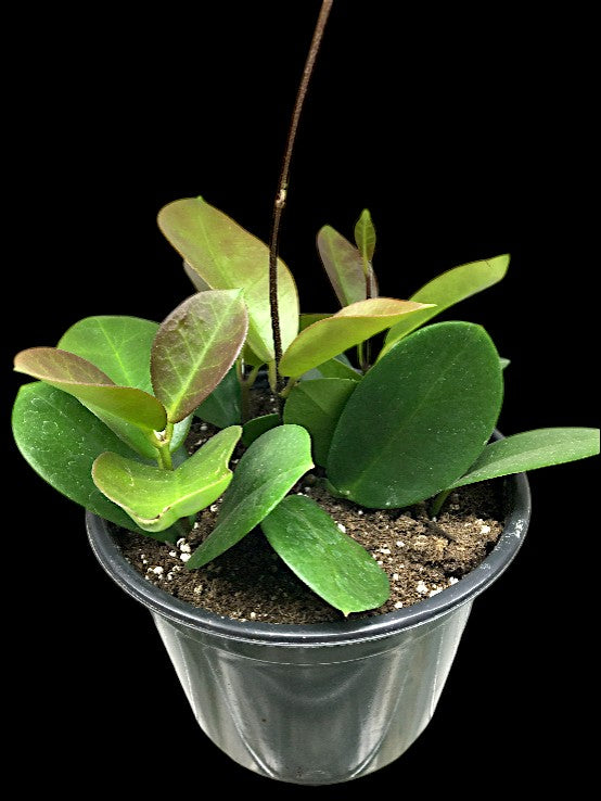 Hoya australis