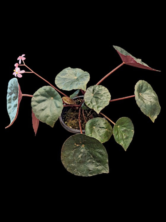Bégonia coriacea