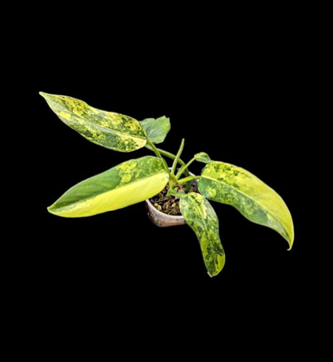 Philodendron domesticum variegated