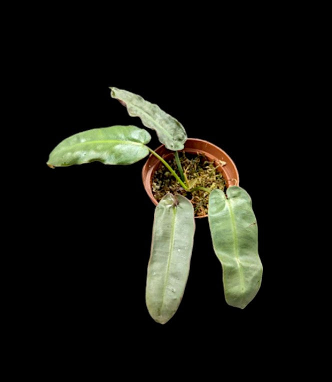 Philodendron Atabapoense