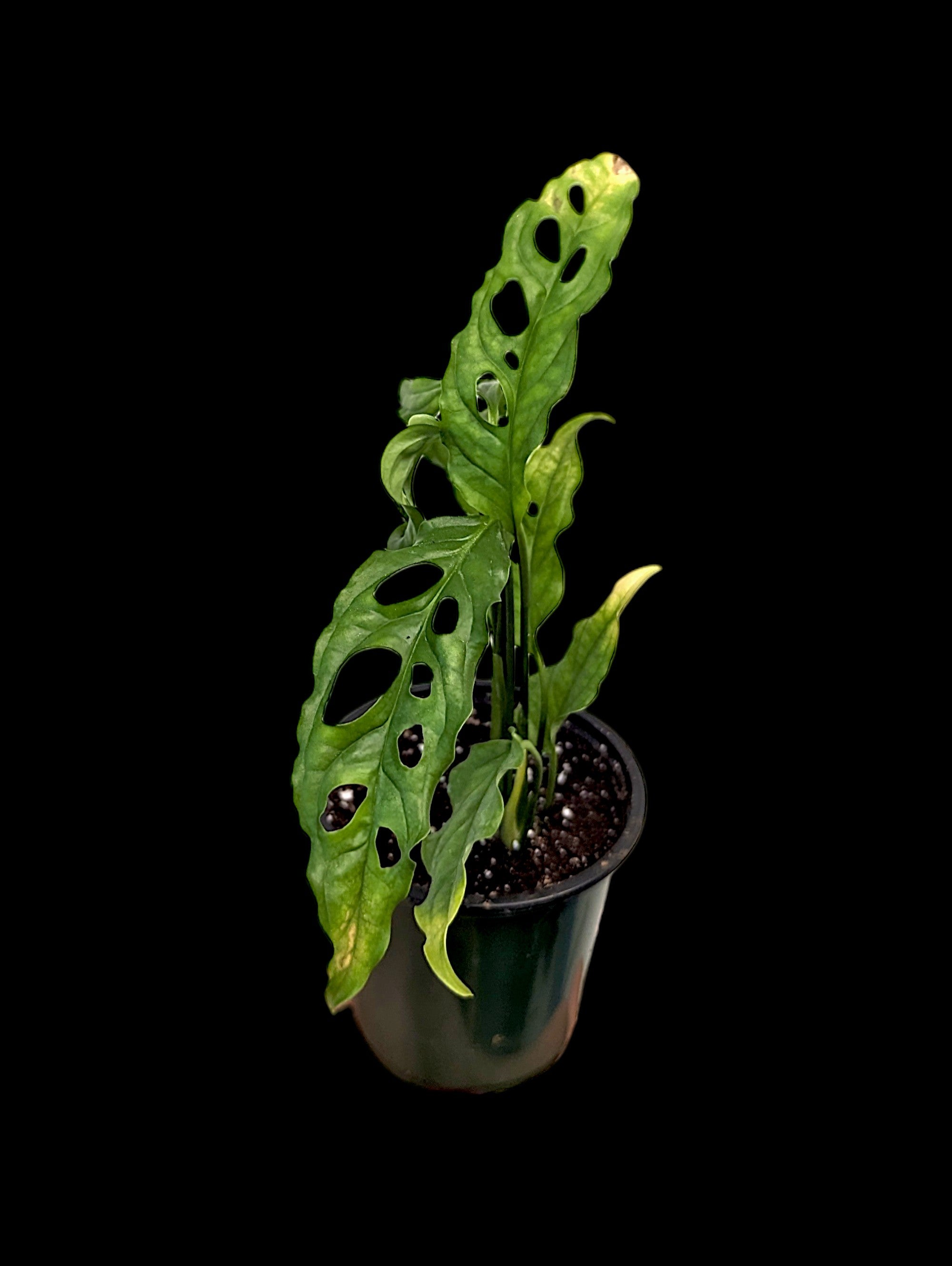 Monstera obliqua