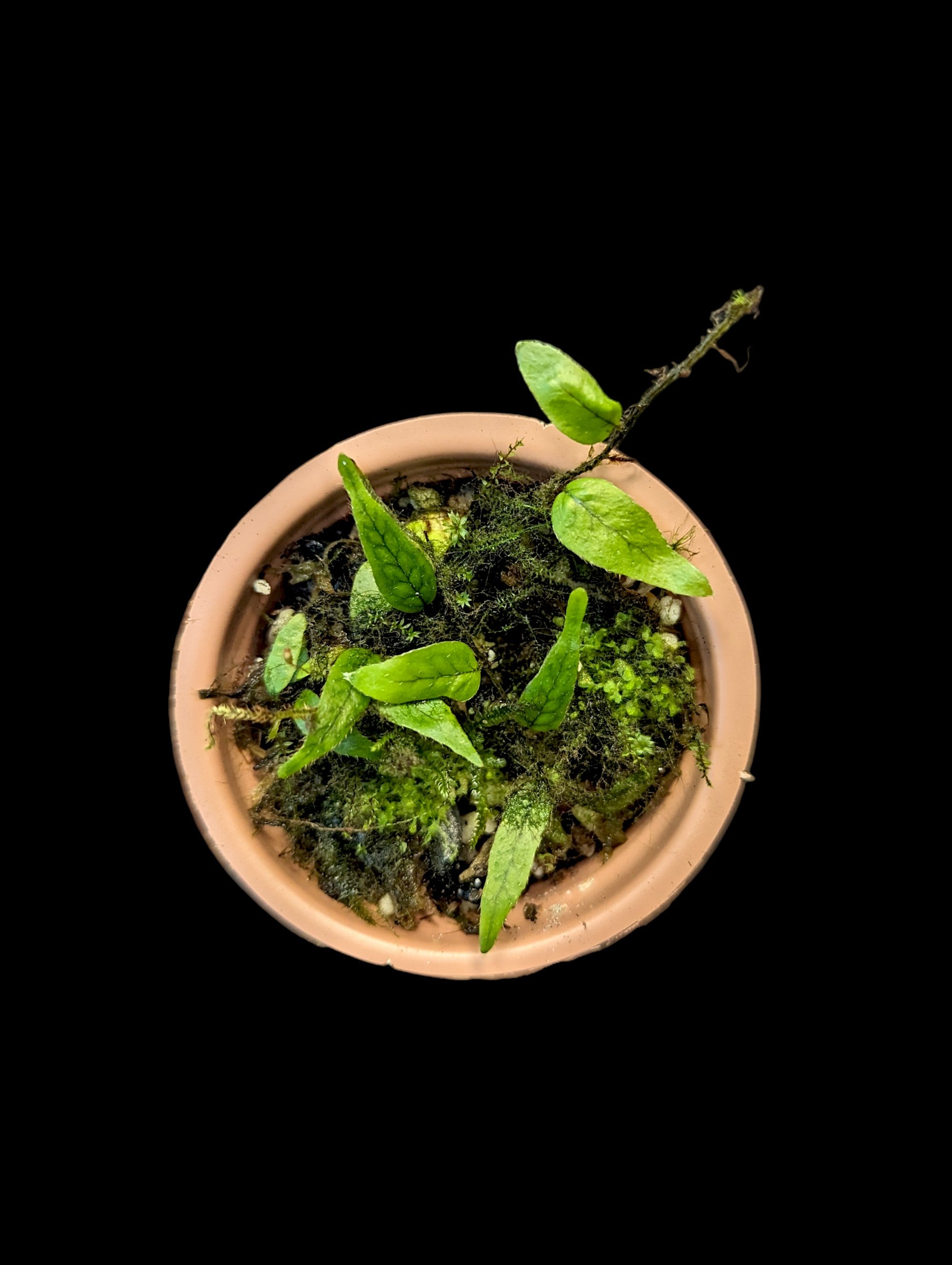 Microgramma aff. reptans 'Peru'