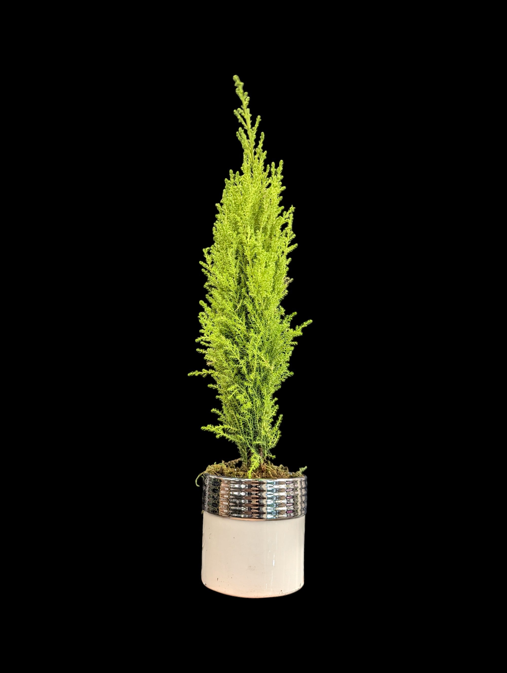 Lemon Cypress (Potted)