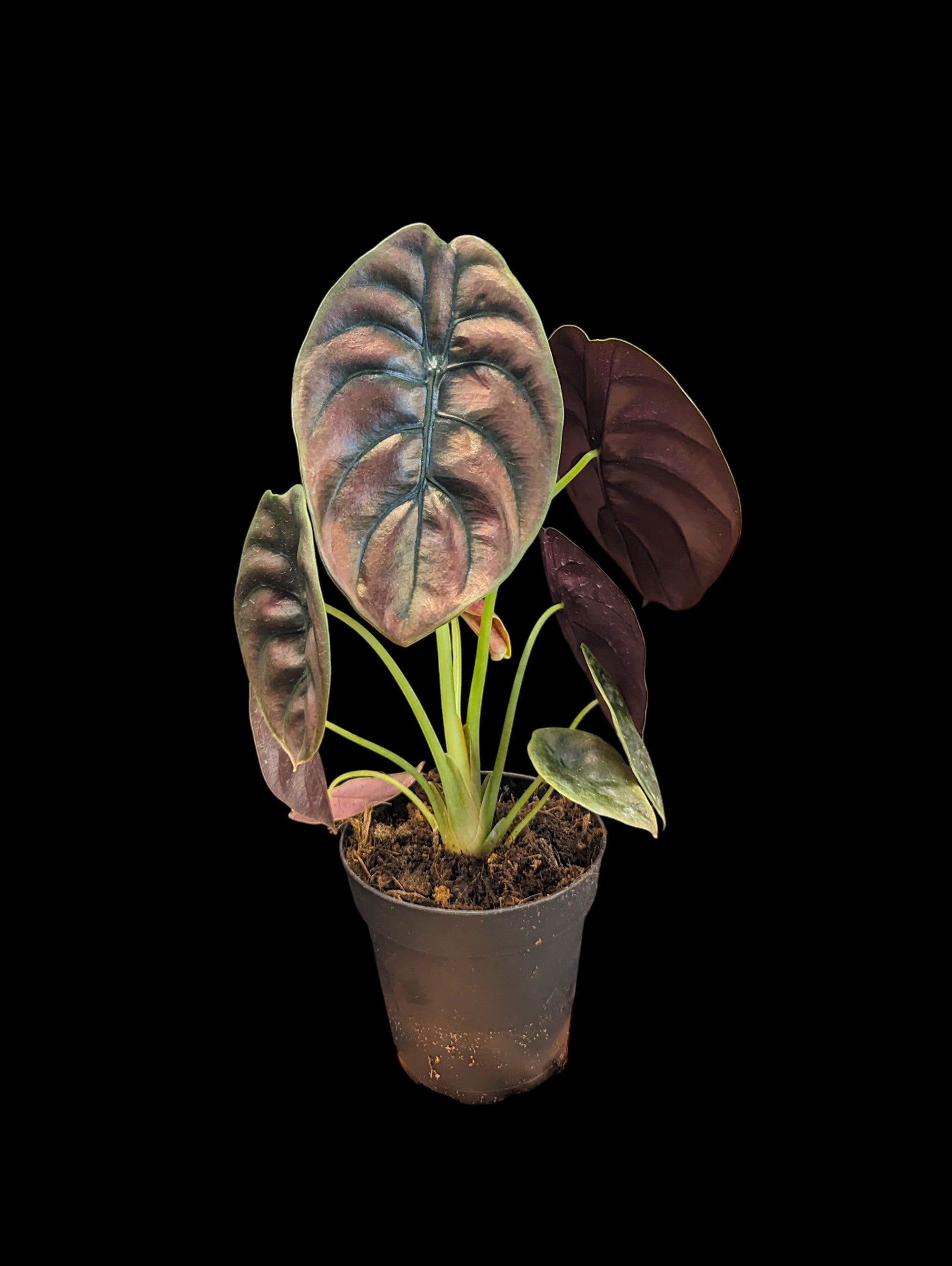 Alocasia cuprea