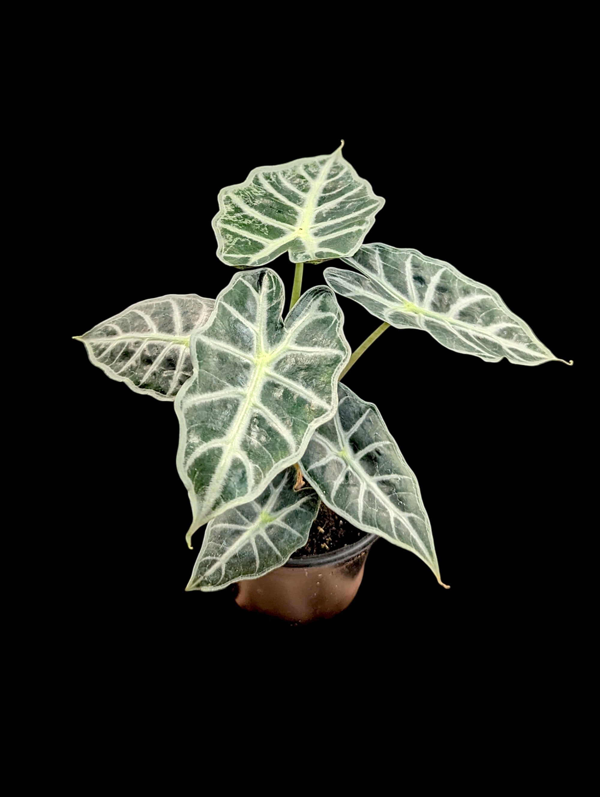Alocasia Mandalay