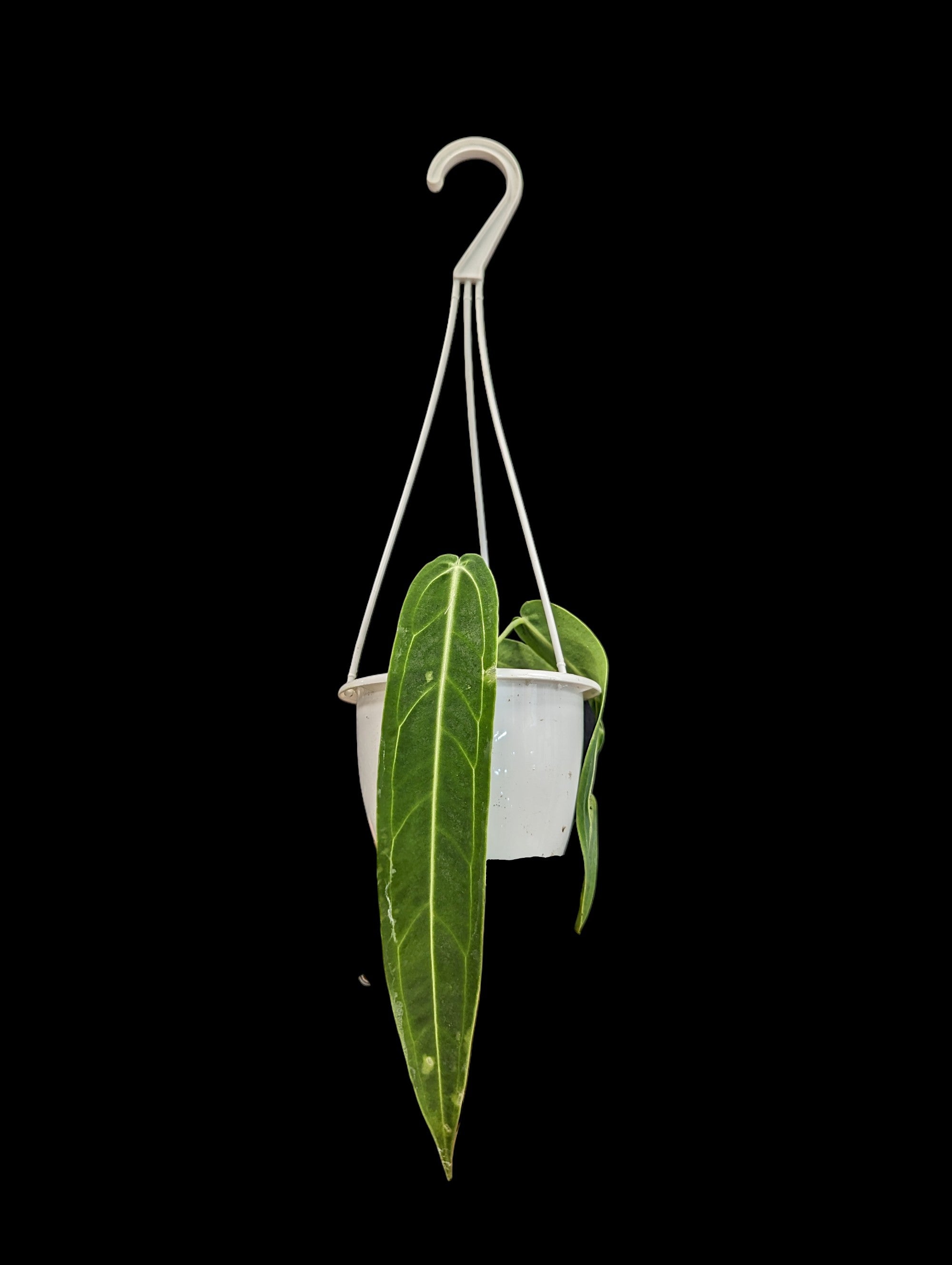 Anthurium Warocqueanum