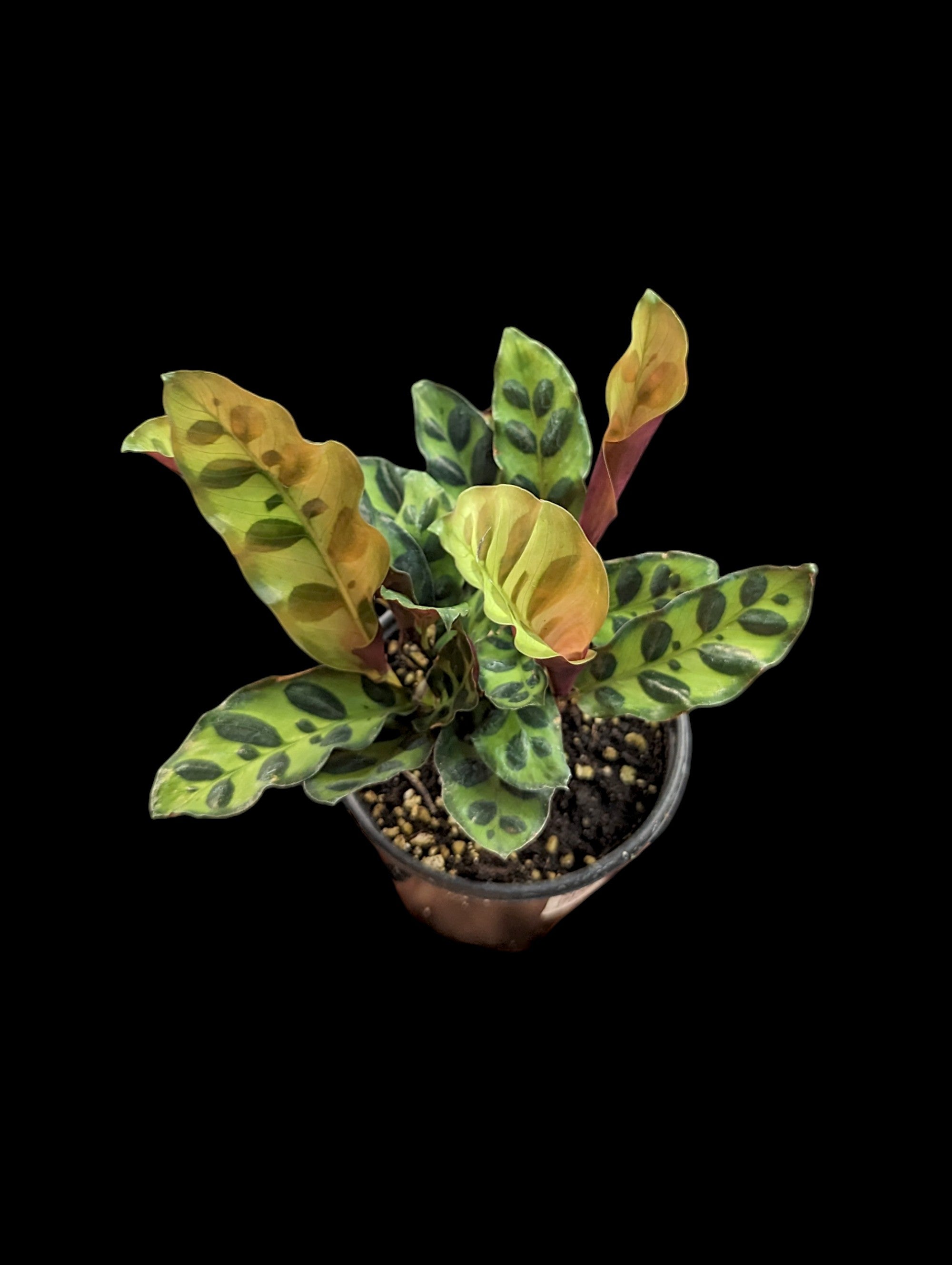 Calathea Rattlesnake