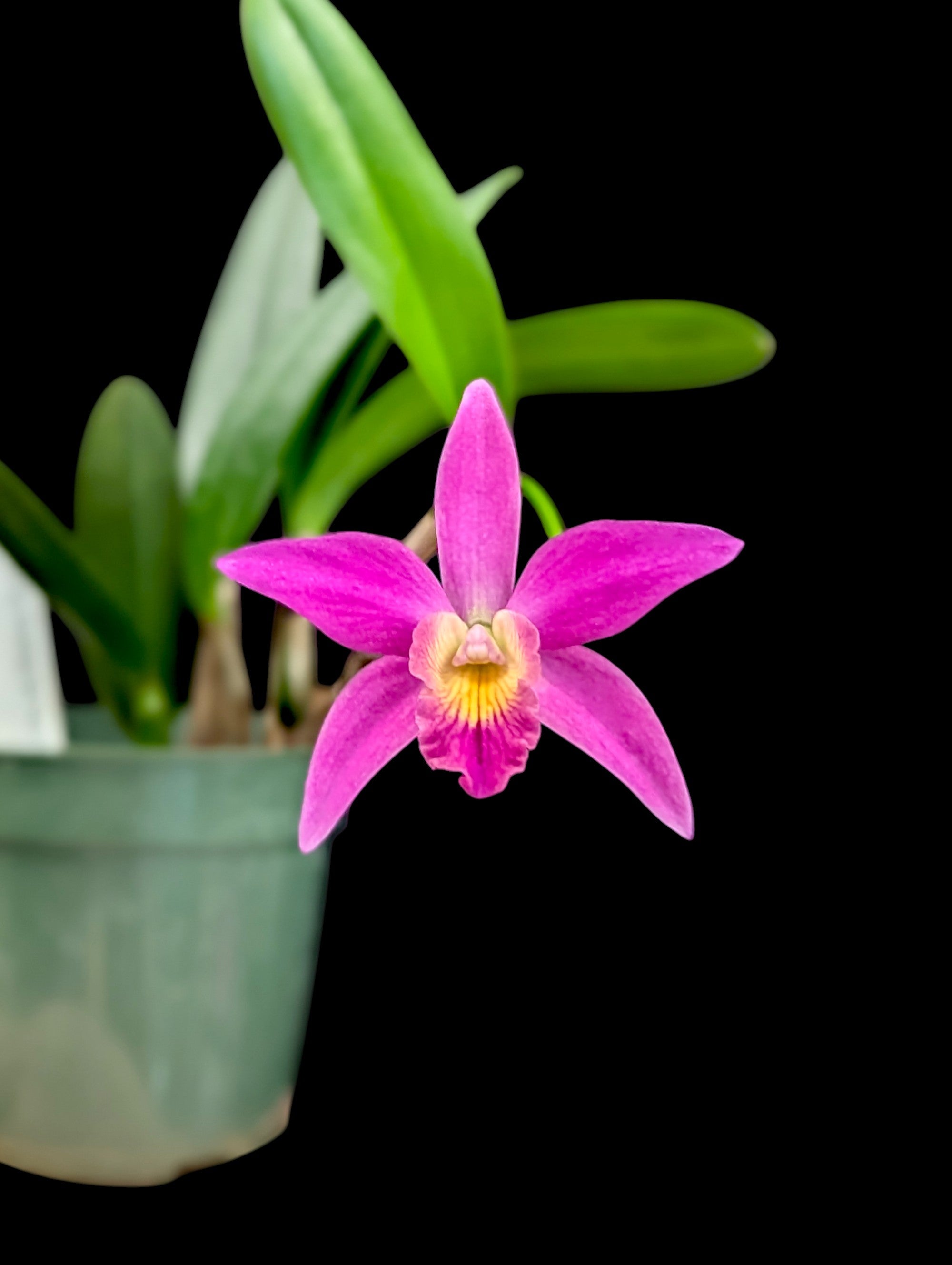 Cattleya Chian-Tzy guide « CZ Red Top »