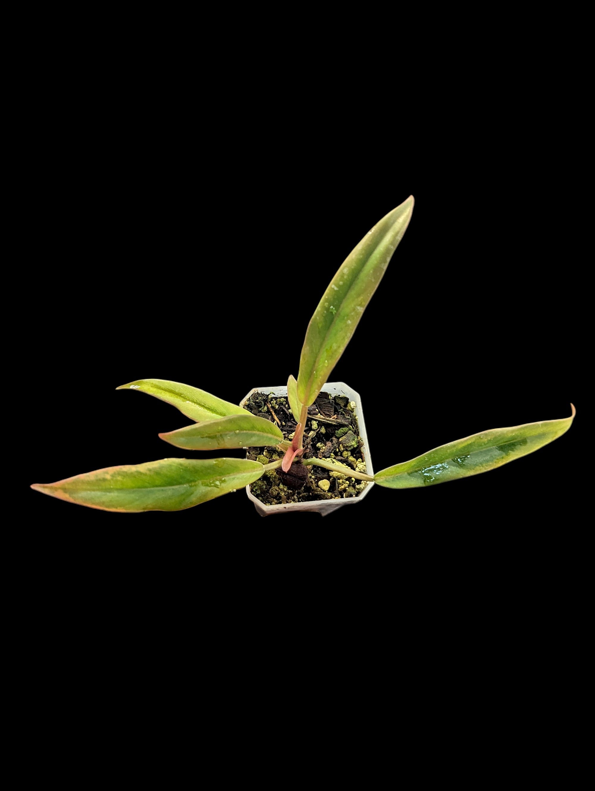 Philodendron Caramel Marble Reverted