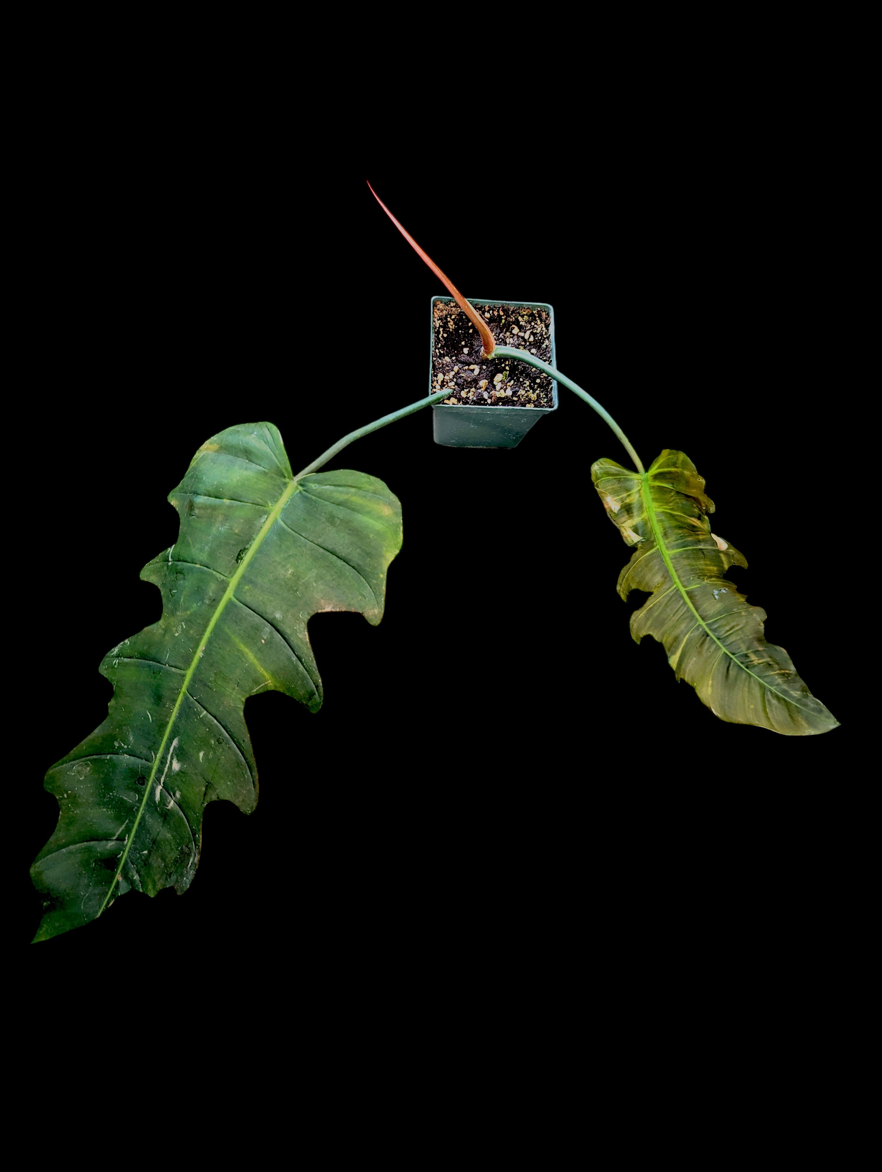 Philodendron Angel Eyes