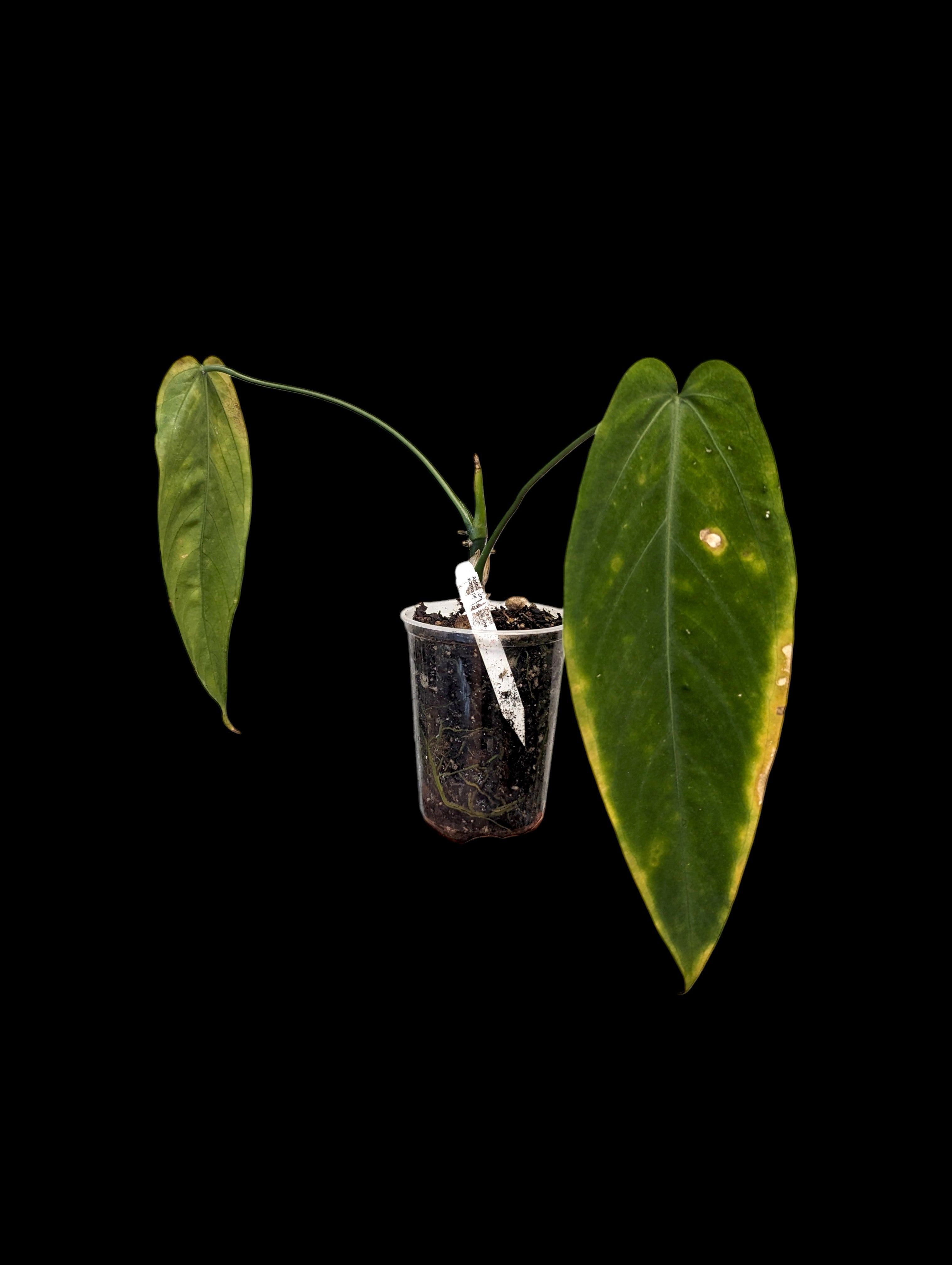 Anthurium warocqueanum 'Esmeralda'