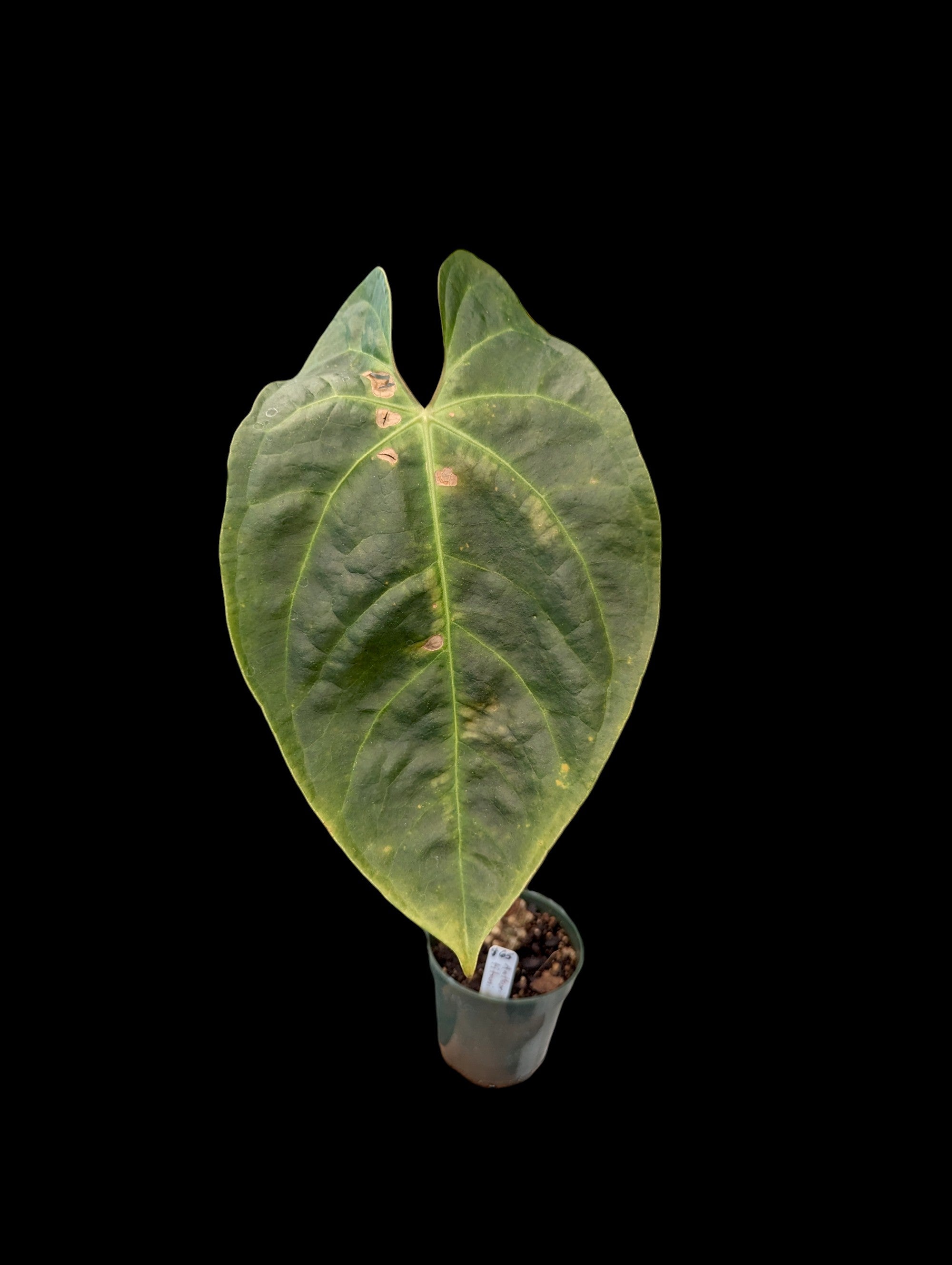 Anthurium Titanium
