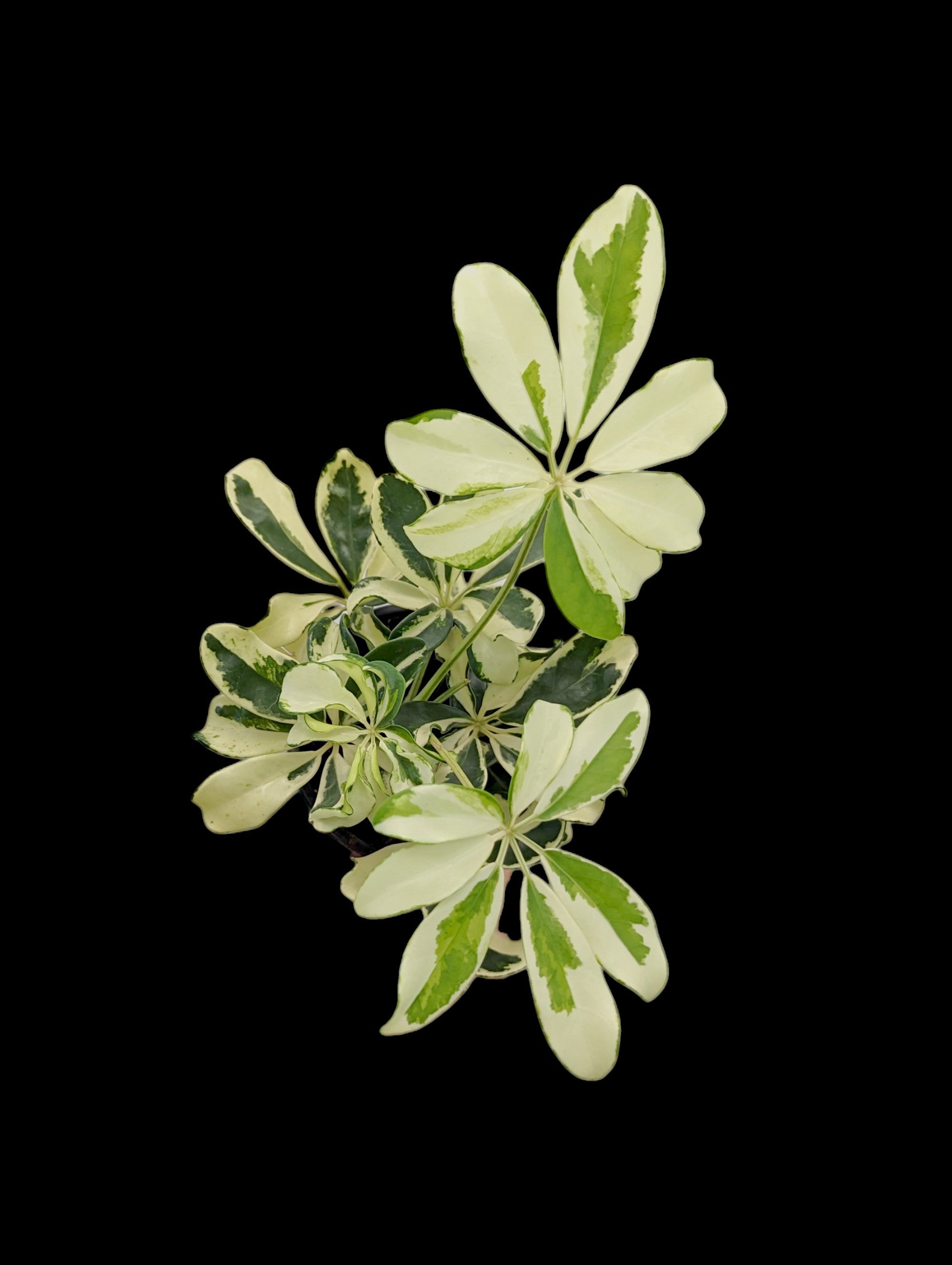 Schefflera Ivory