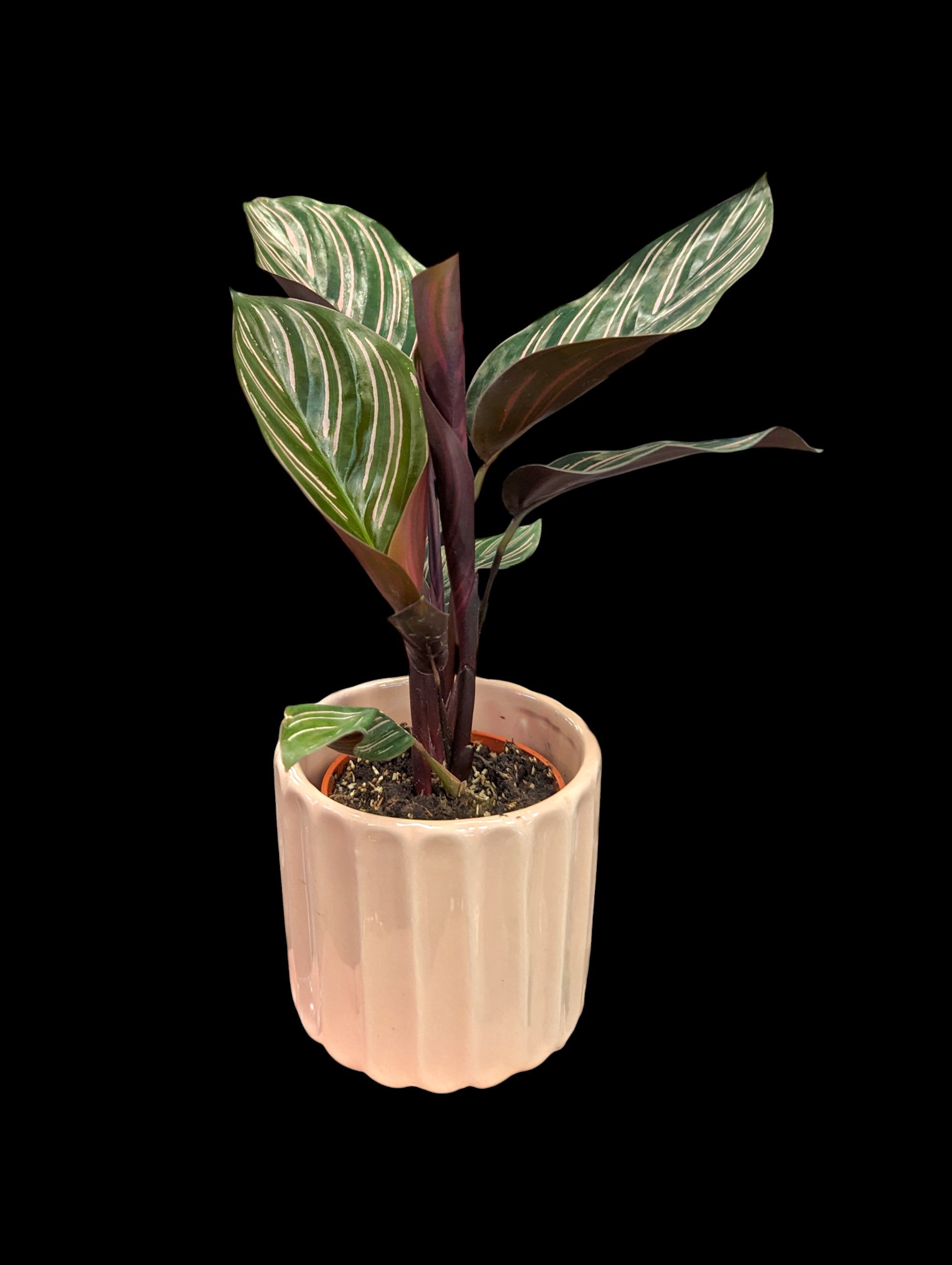 Claudia Pot