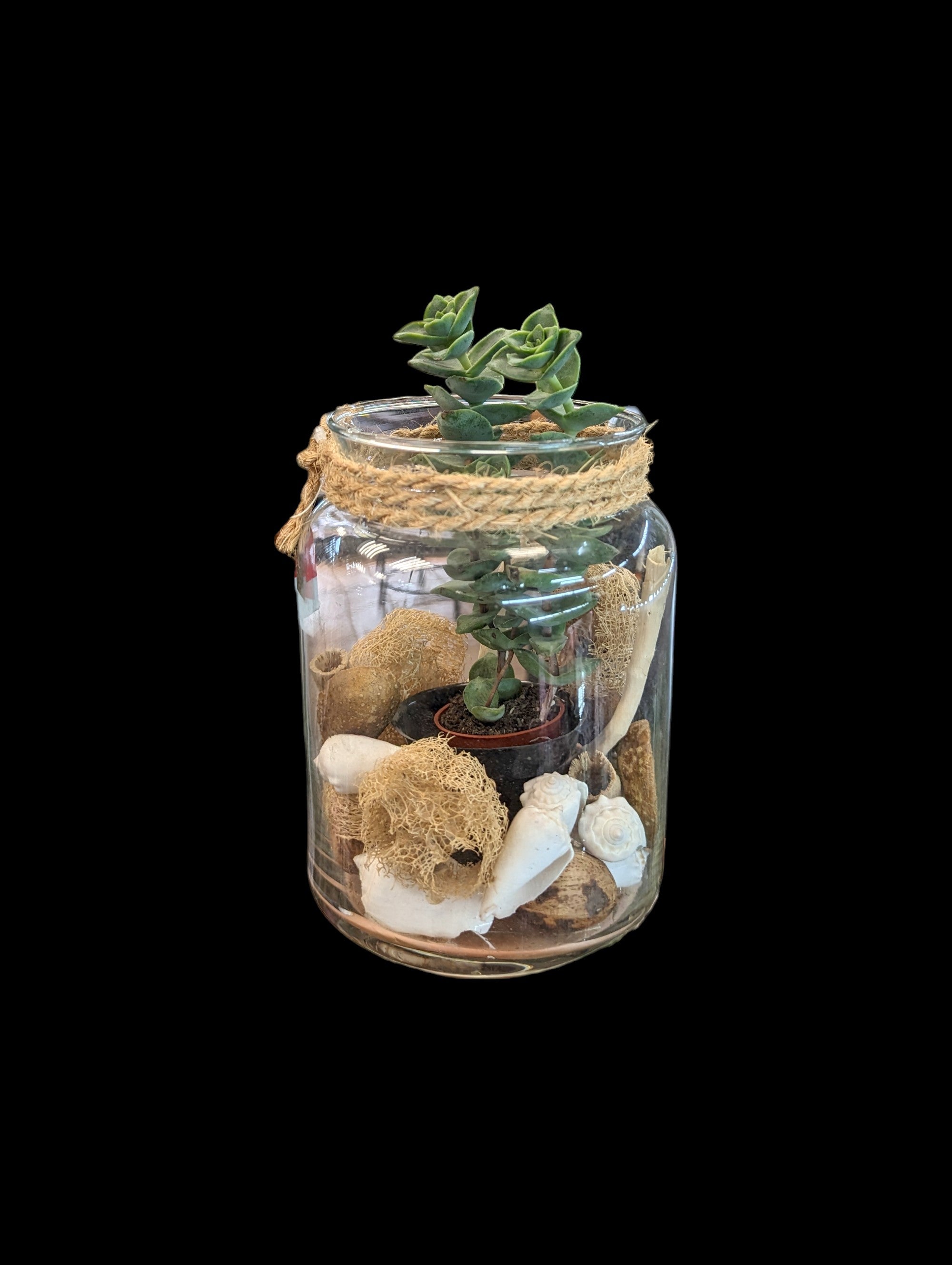 Beach Glass Vase/Plant Holder