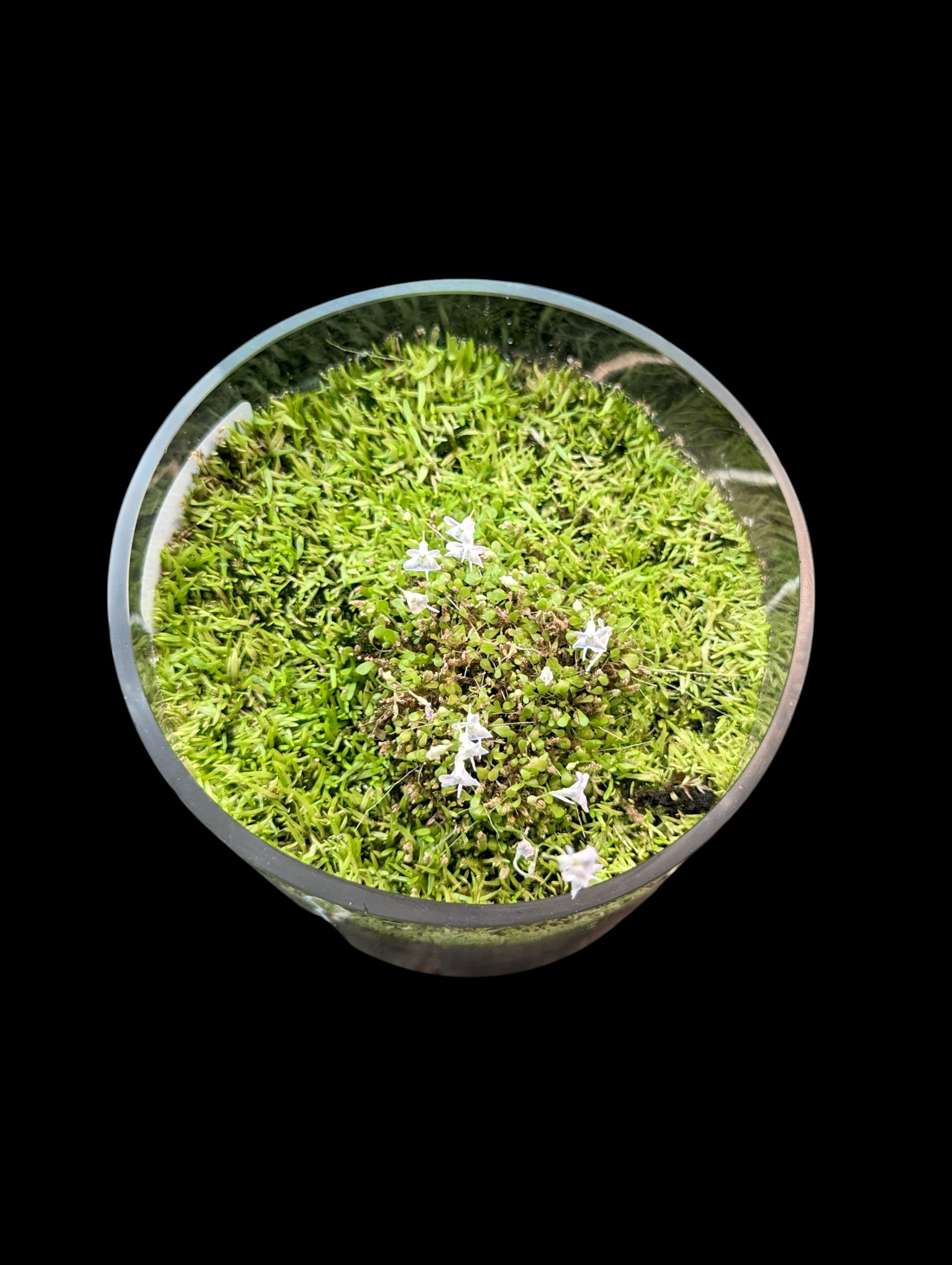 Carnivorous Terrarium (1)