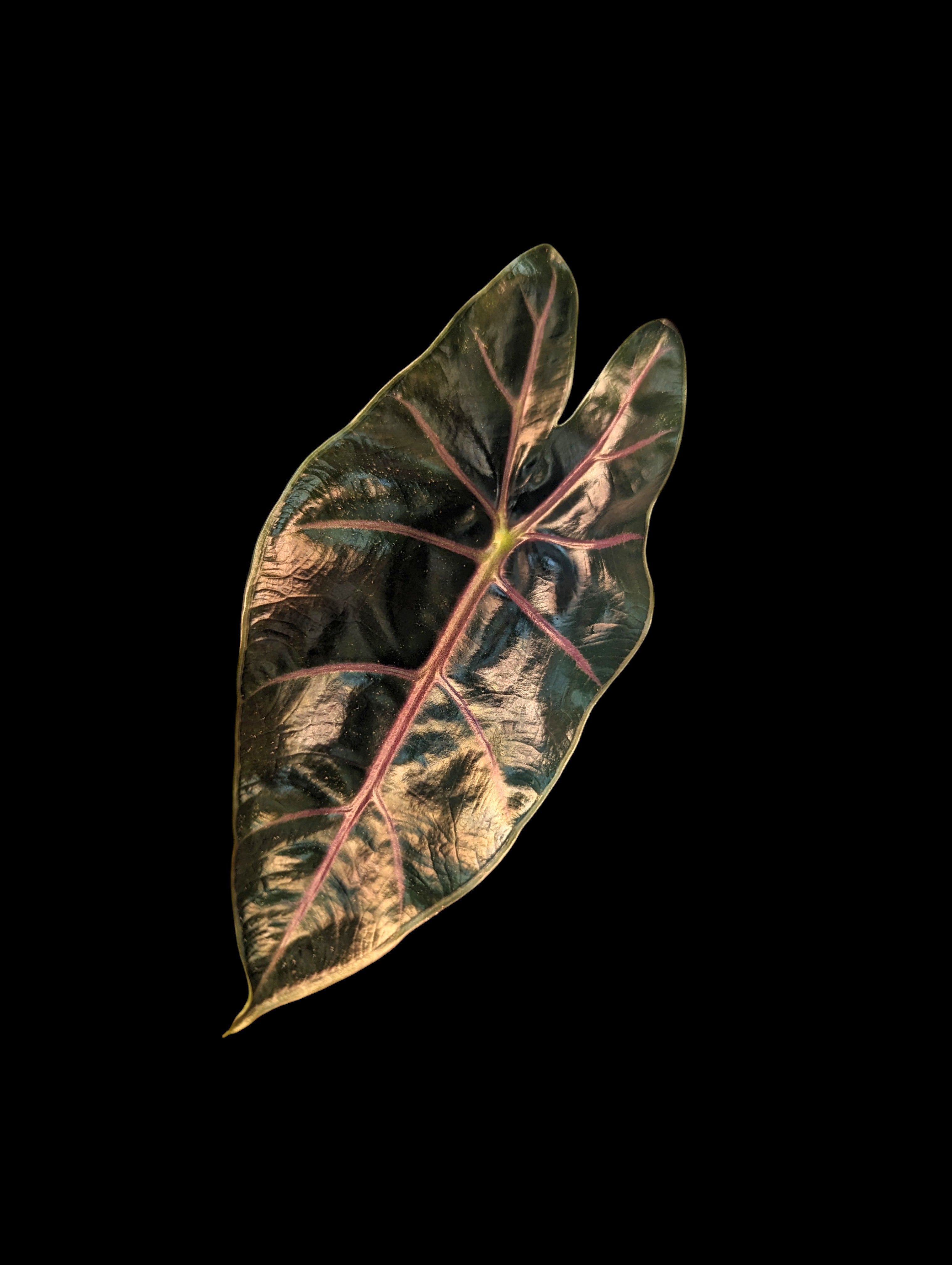 Alocasia 'longiloba' Suhirmaniana Purple