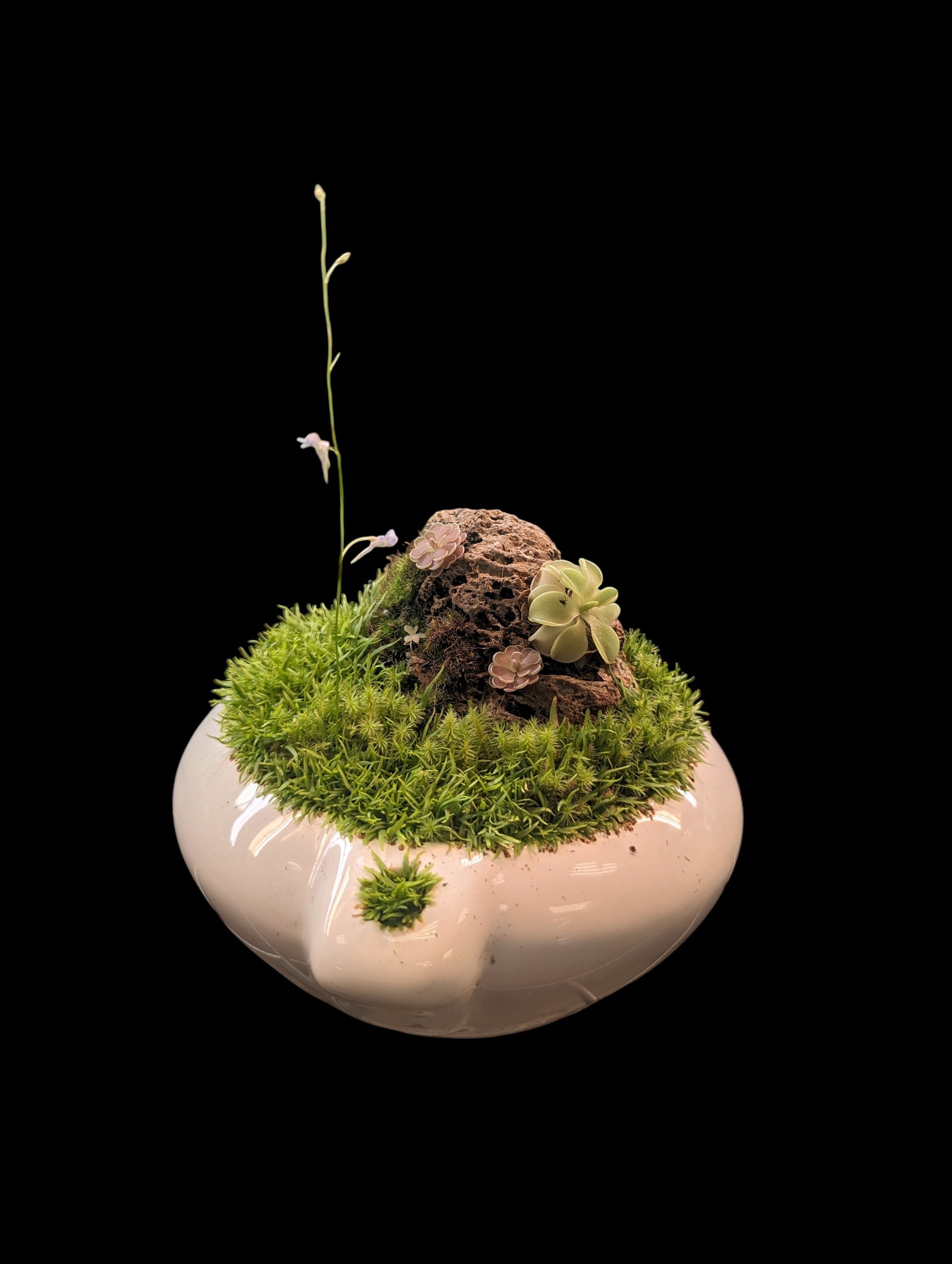 Carnivorous Terrarium (4)