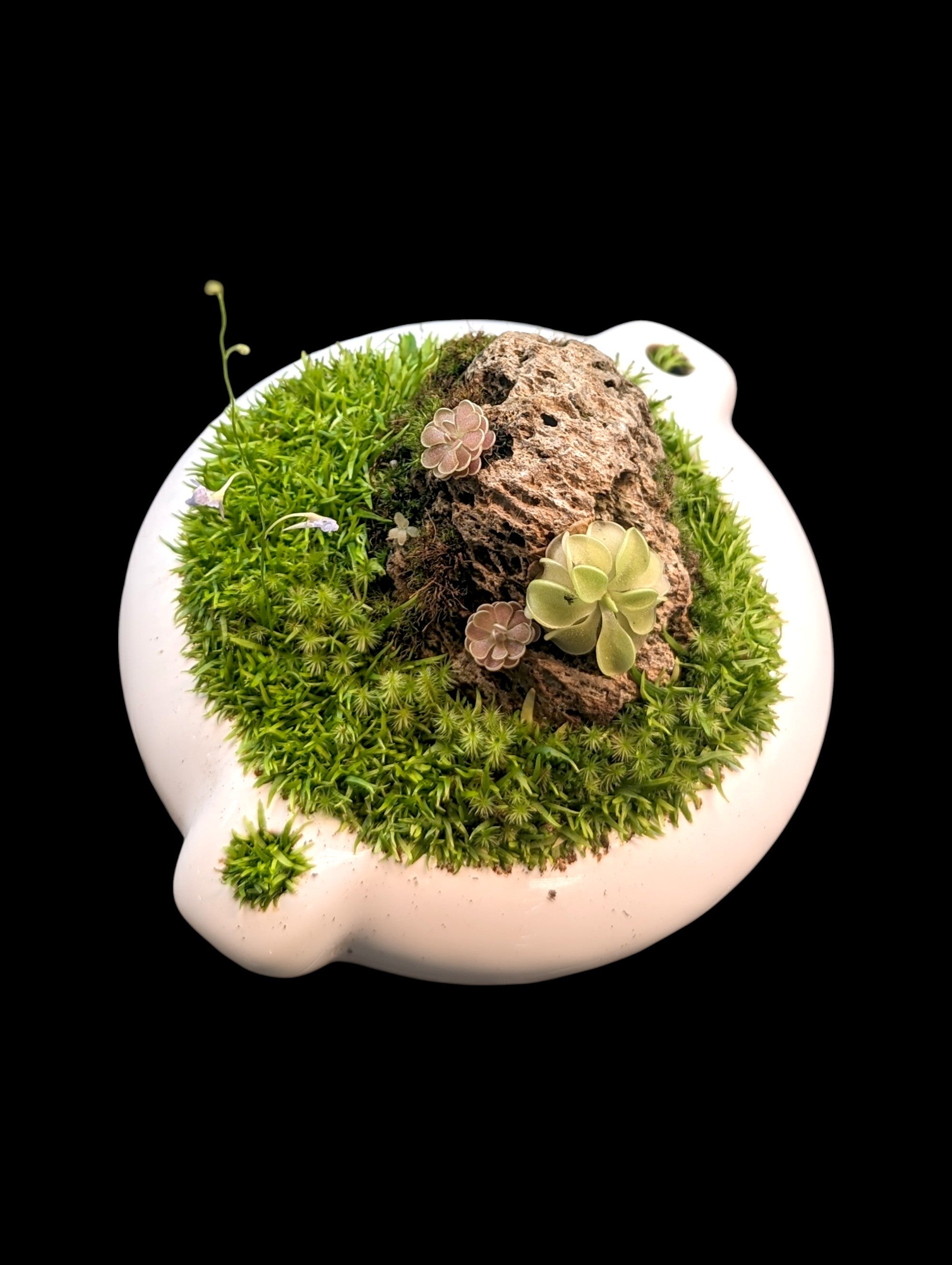 Carnivorous Terrarium (4)