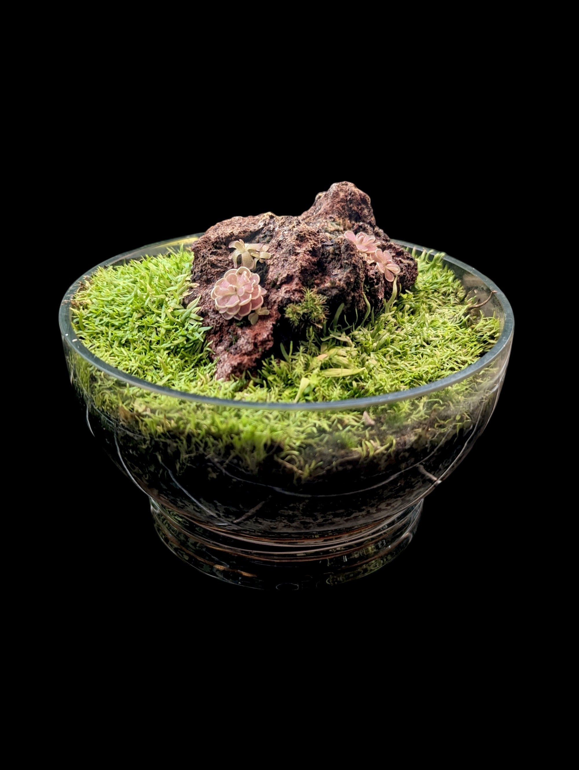 Carnivorous Terrarium (3)