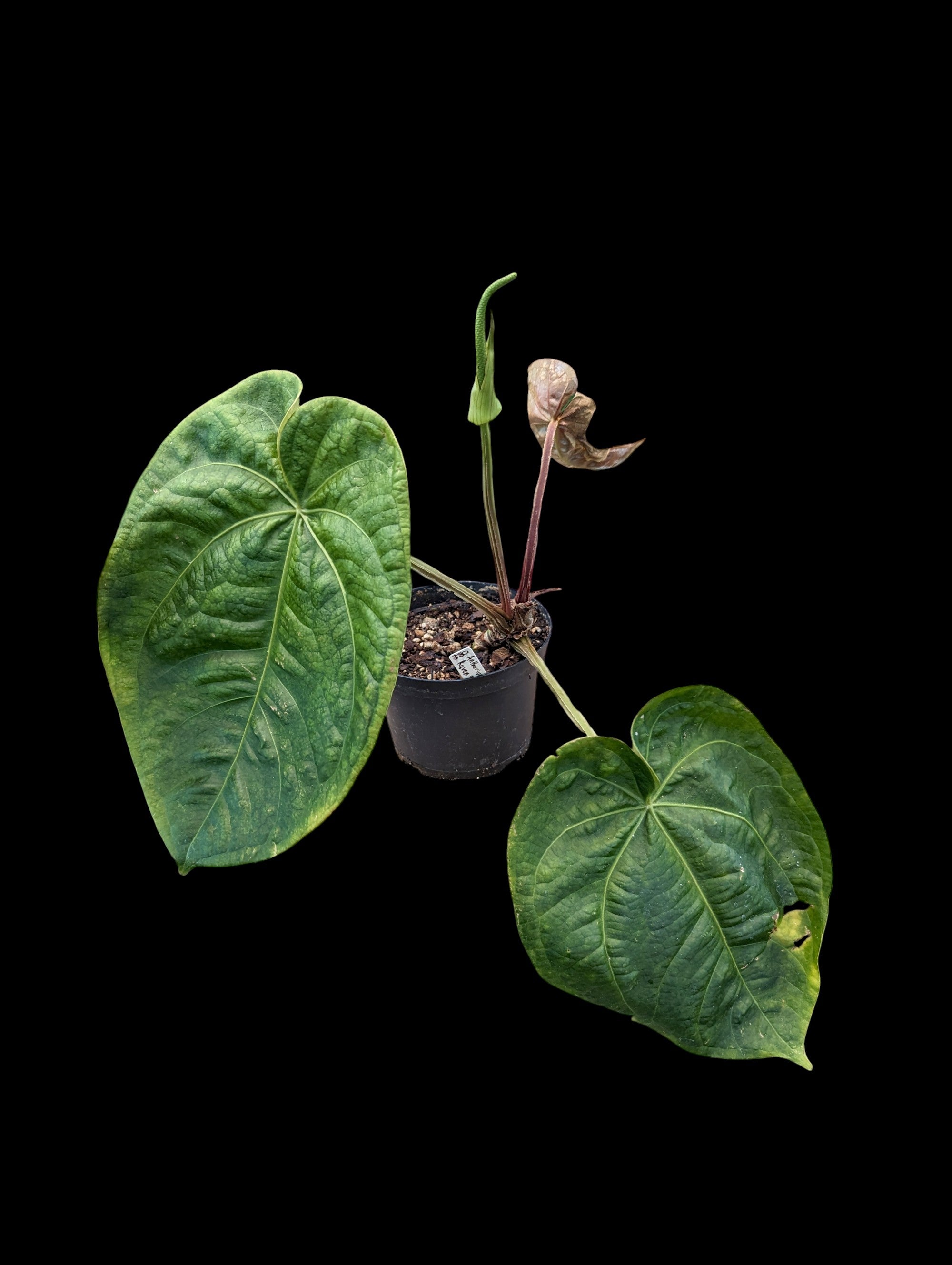 Anthurium Raven Soul