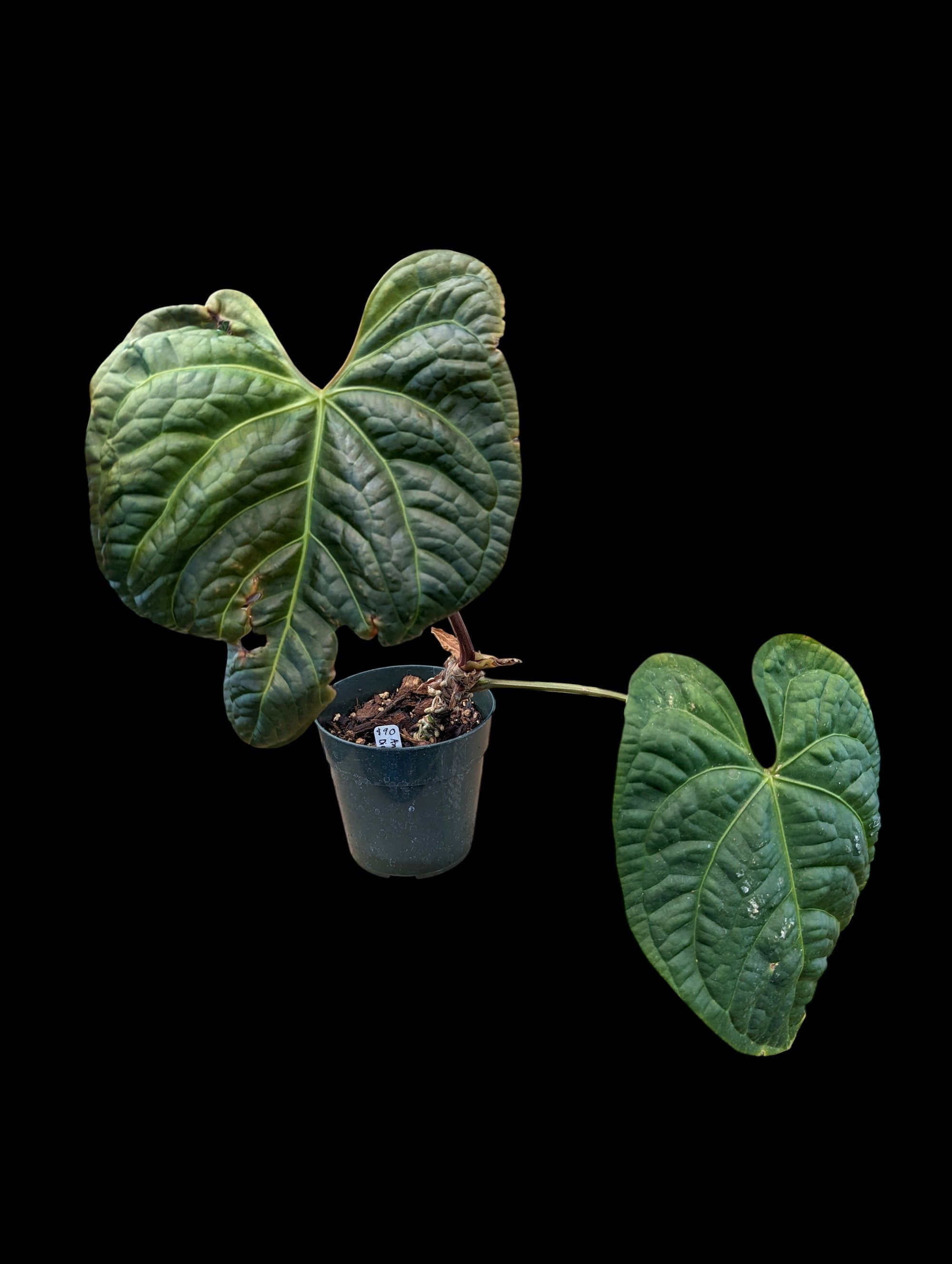 Anthurium Amazon Diamond 'Inverse Crossing'